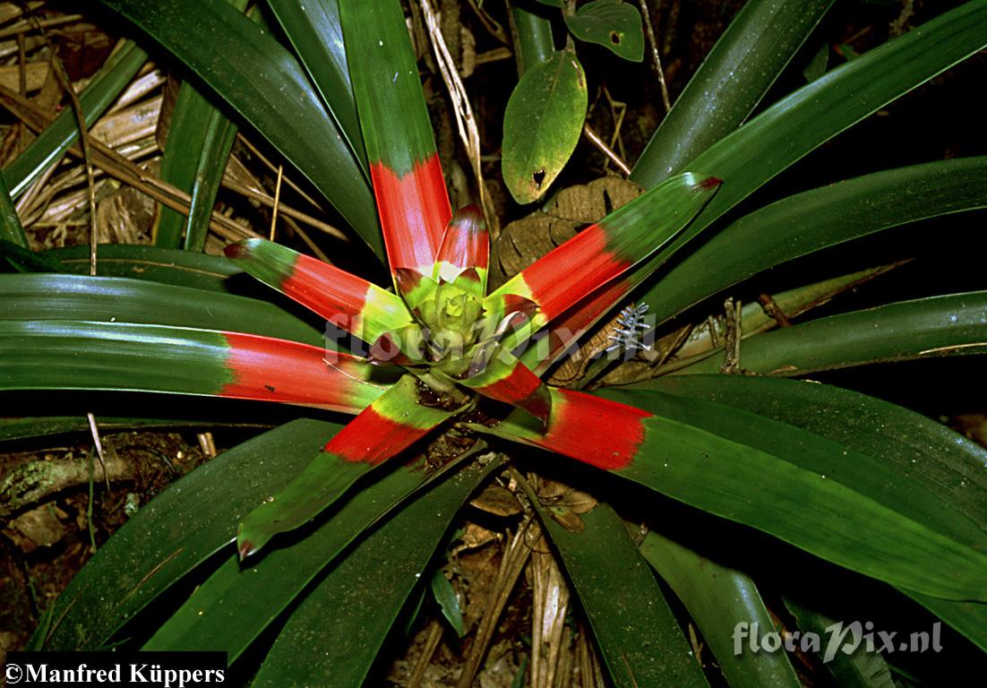 Guzmania gloriosa 