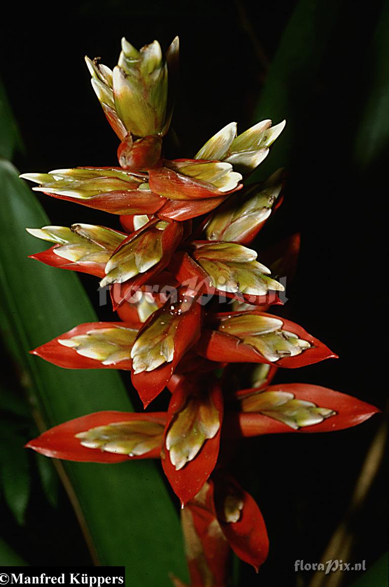 Tillandsia schimperiana