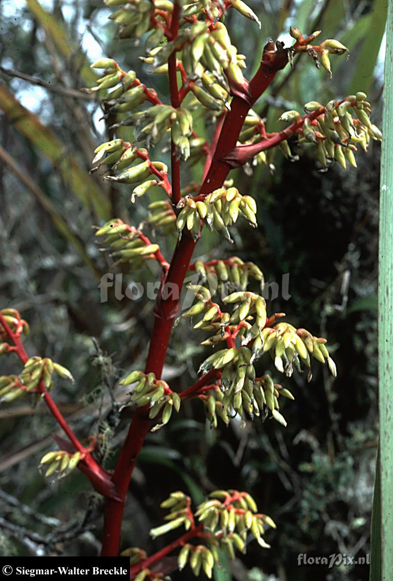 Guzmania diffusa