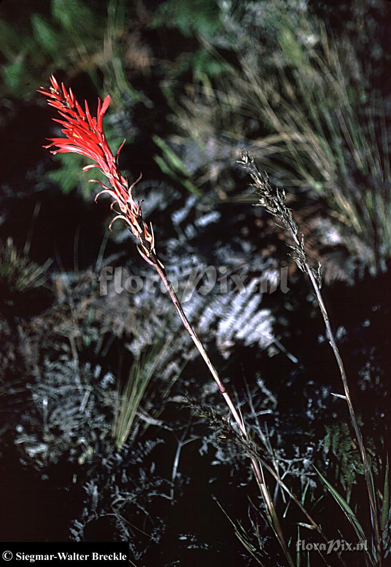 Pitcairnia 