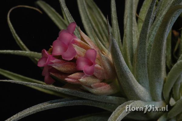 Tillandsia Pink Sugar