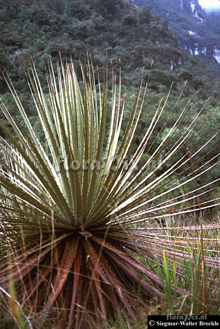 Puya 