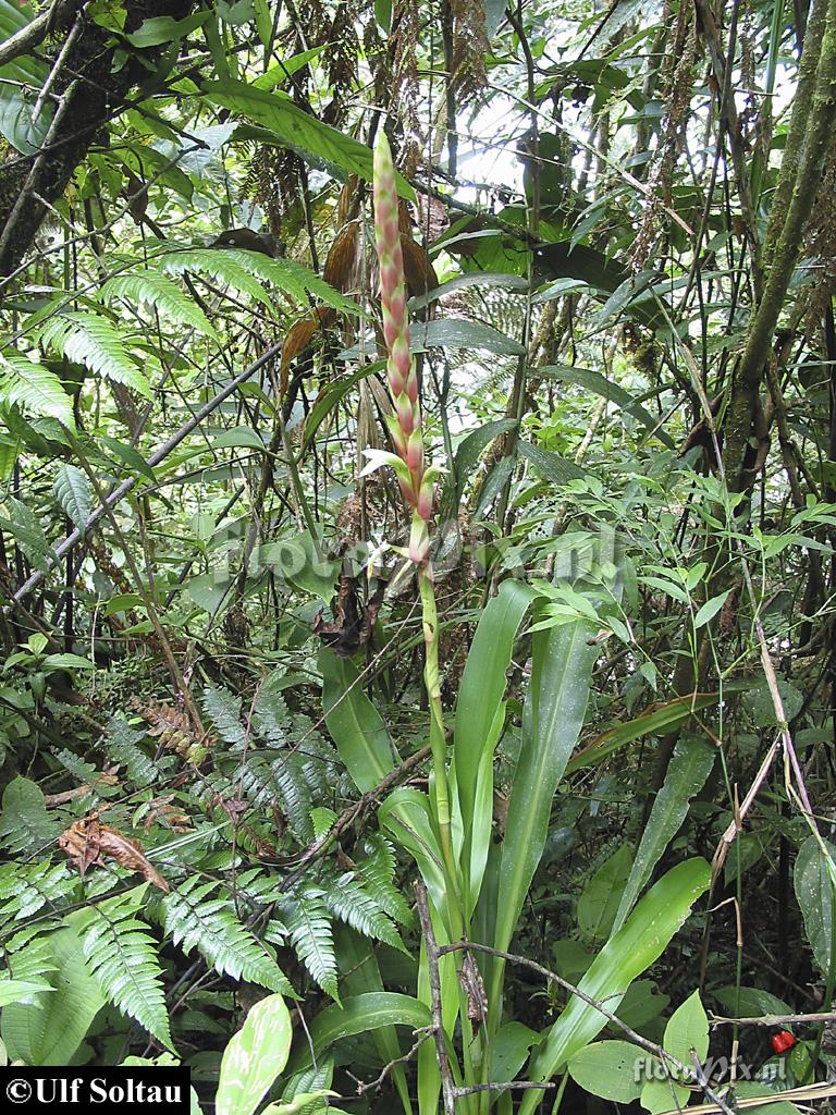 Pitcairnia maidifolia