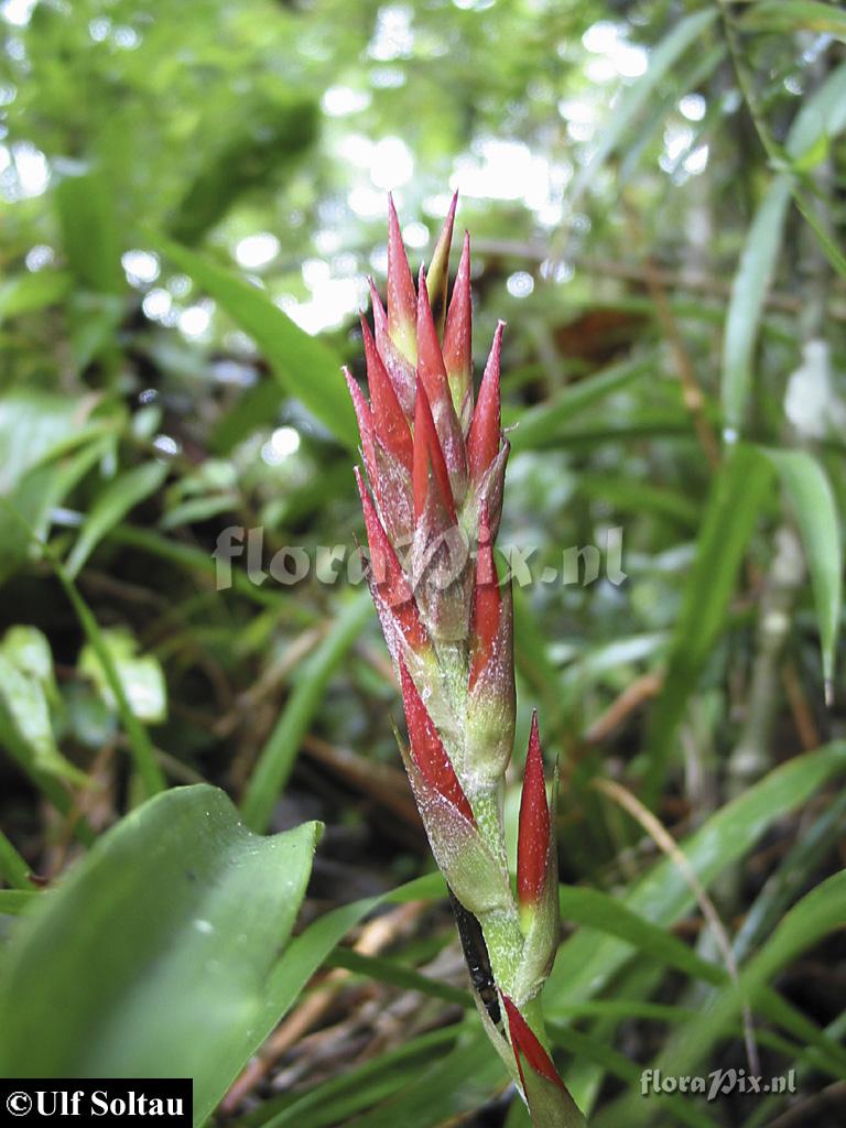 Pitcairnia riparia