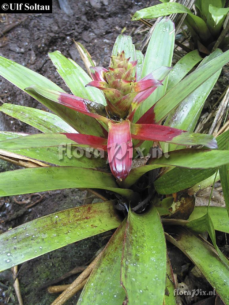 Guzmania kareniae