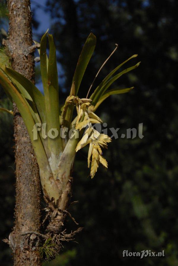 Tillandsia