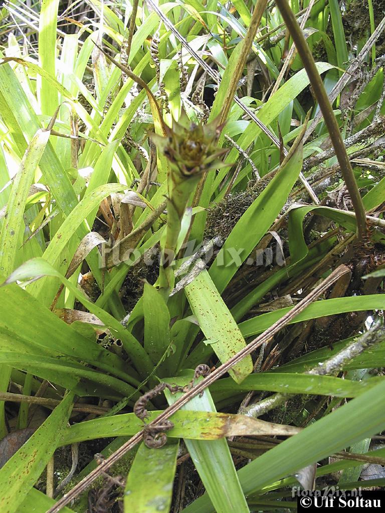 Werauhia sp.