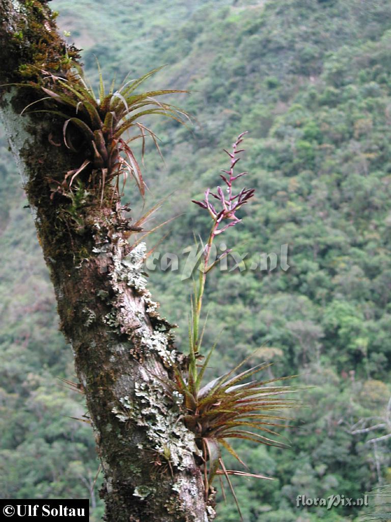 Tillandsia barbayana