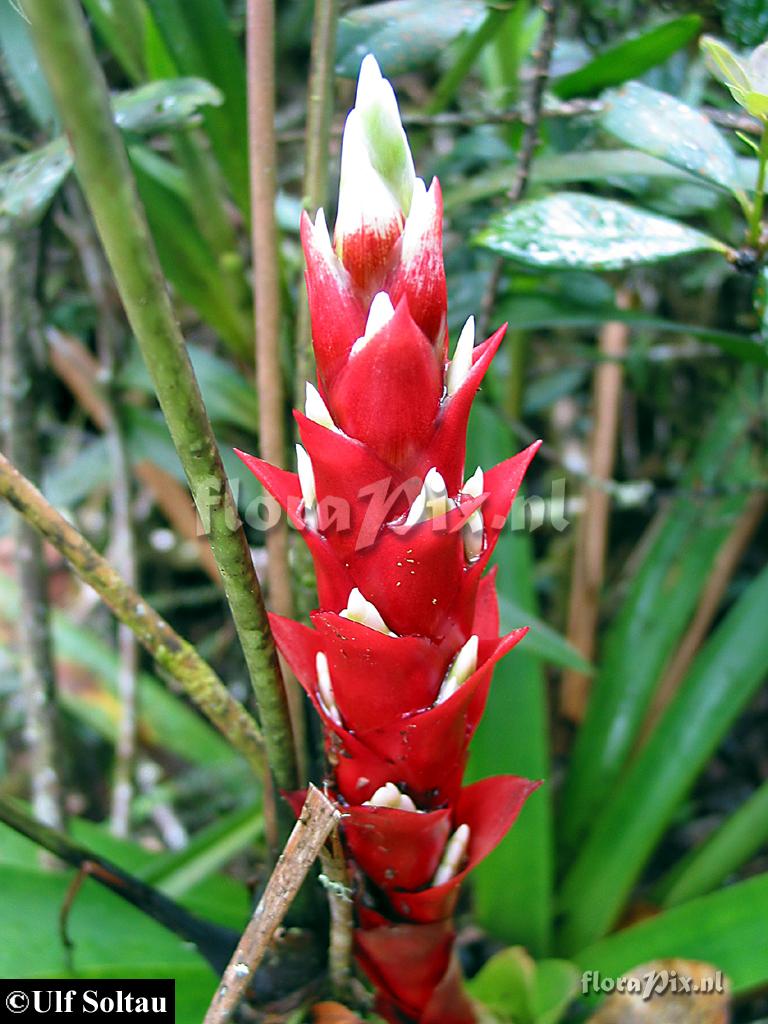 Tillandsia schimperiana