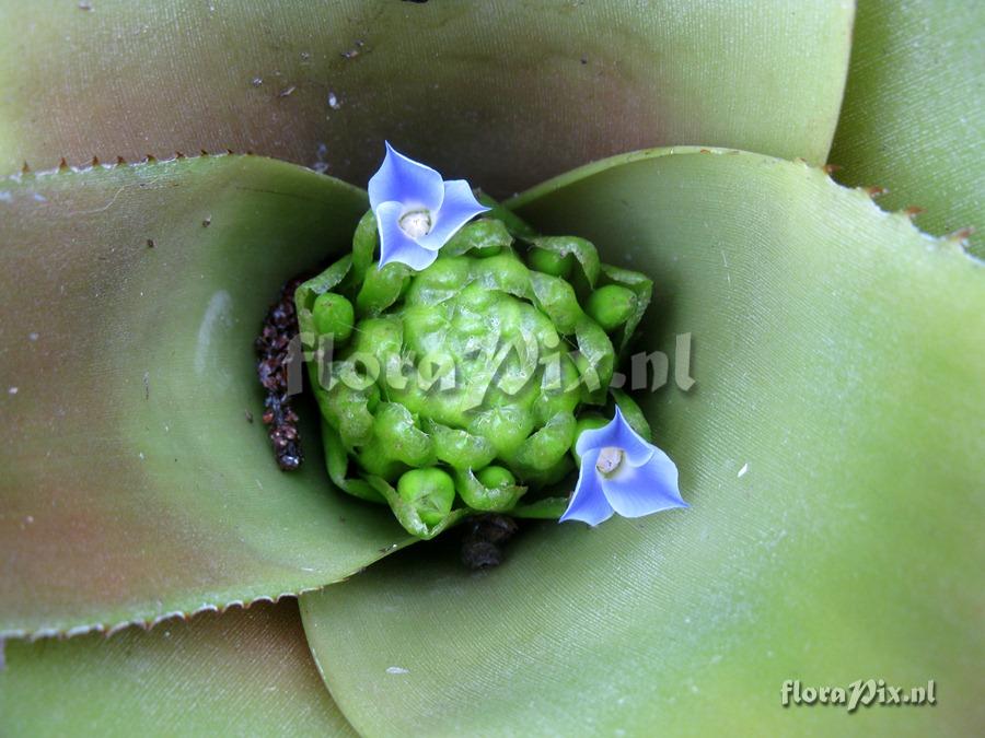 Neoregelia cruenta