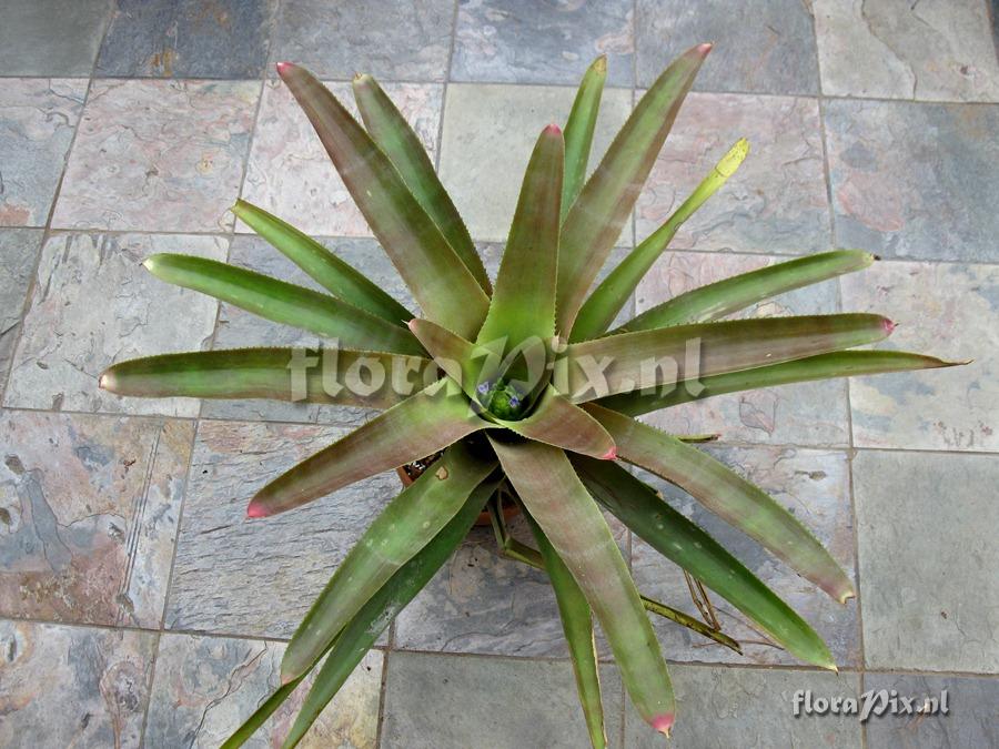 Neoregelia cruenta