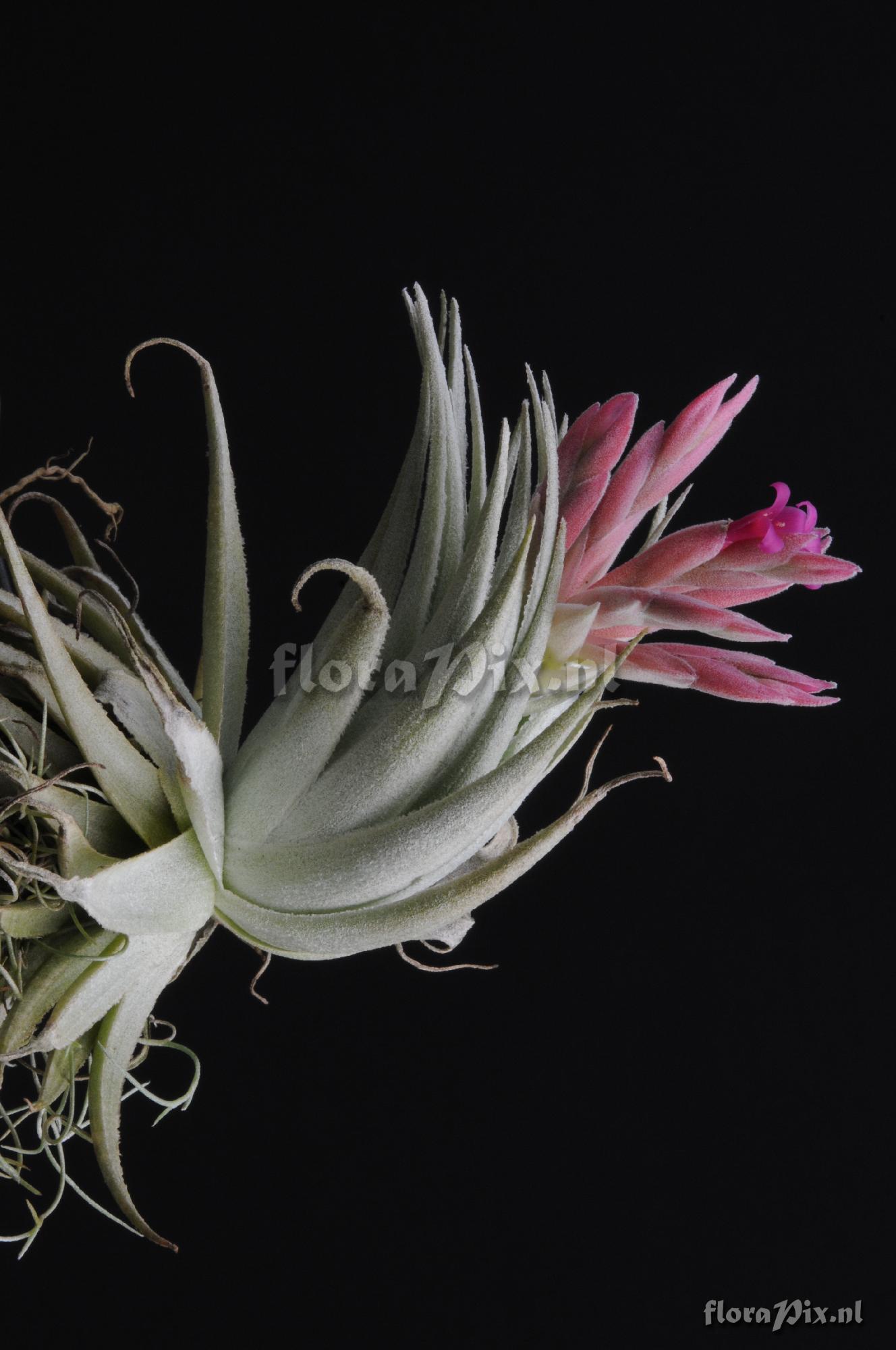 Tillandsia gardneri var. rupicola