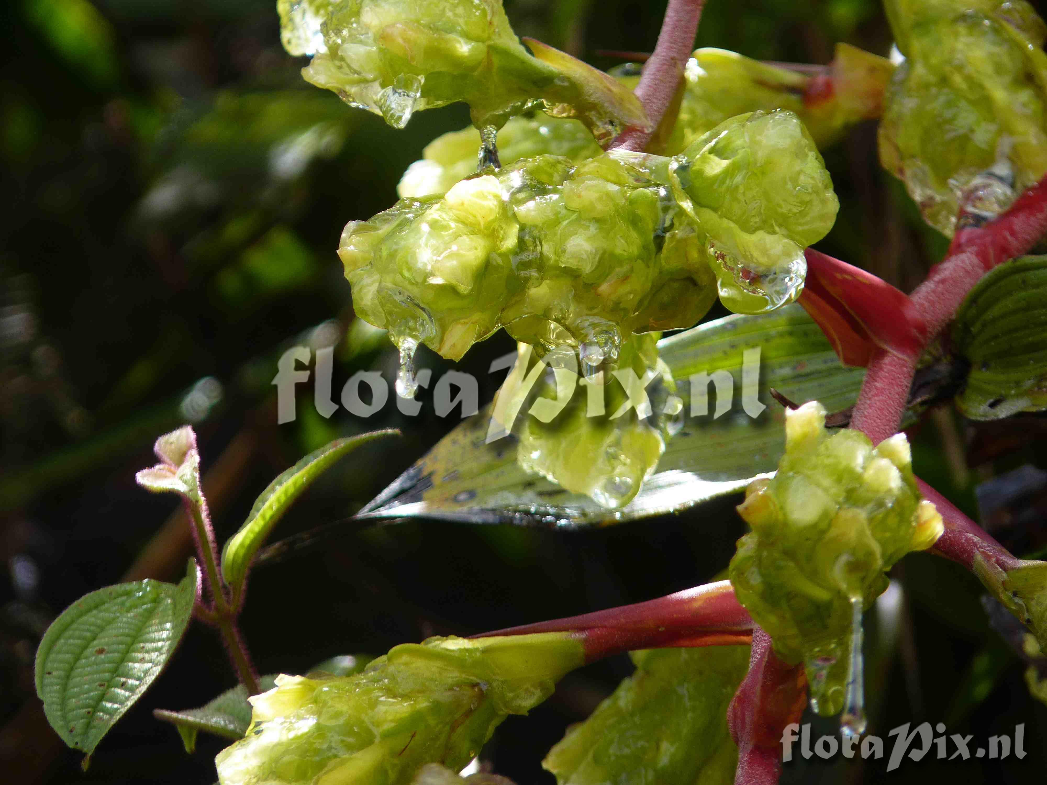 Guzmania rugosa