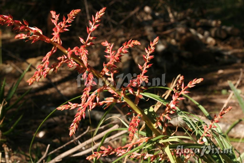 Puya aff. dyckioides