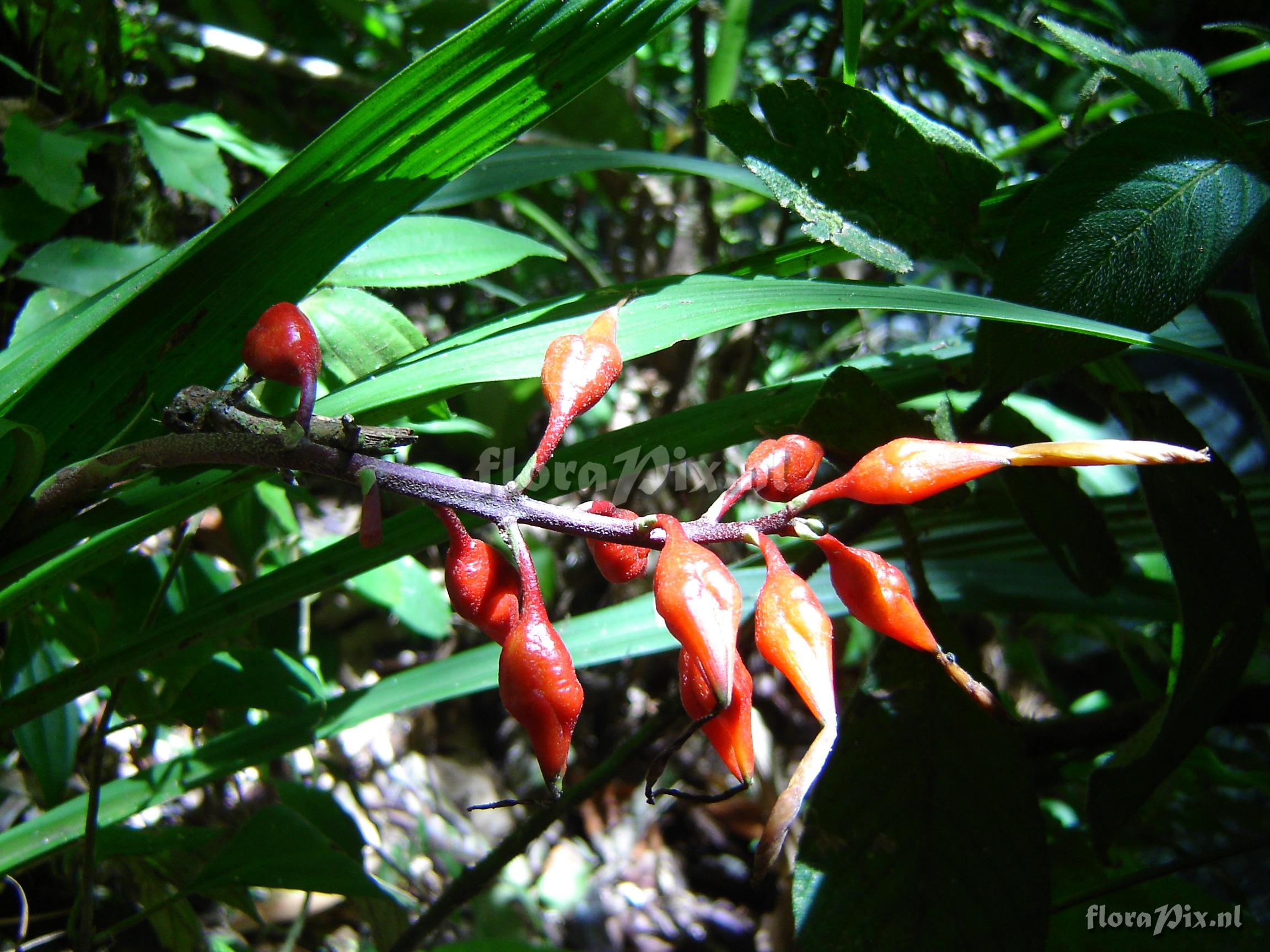 Pitcairnia spec.