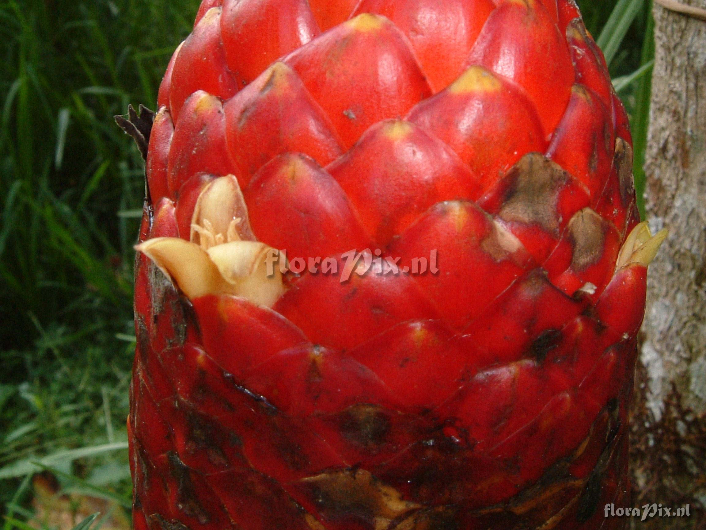 Guzmania claviformis