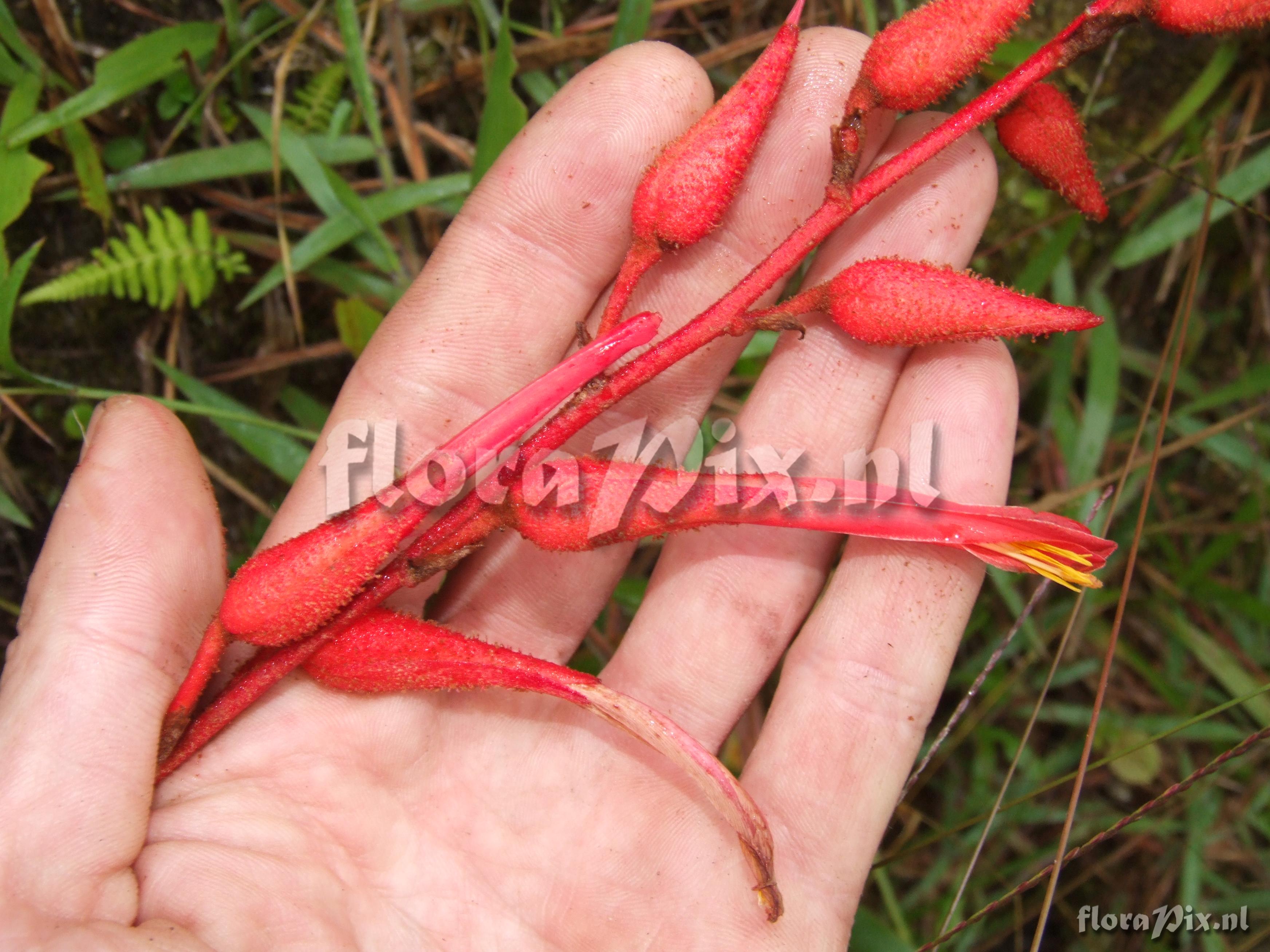 Pitcairnia echinata