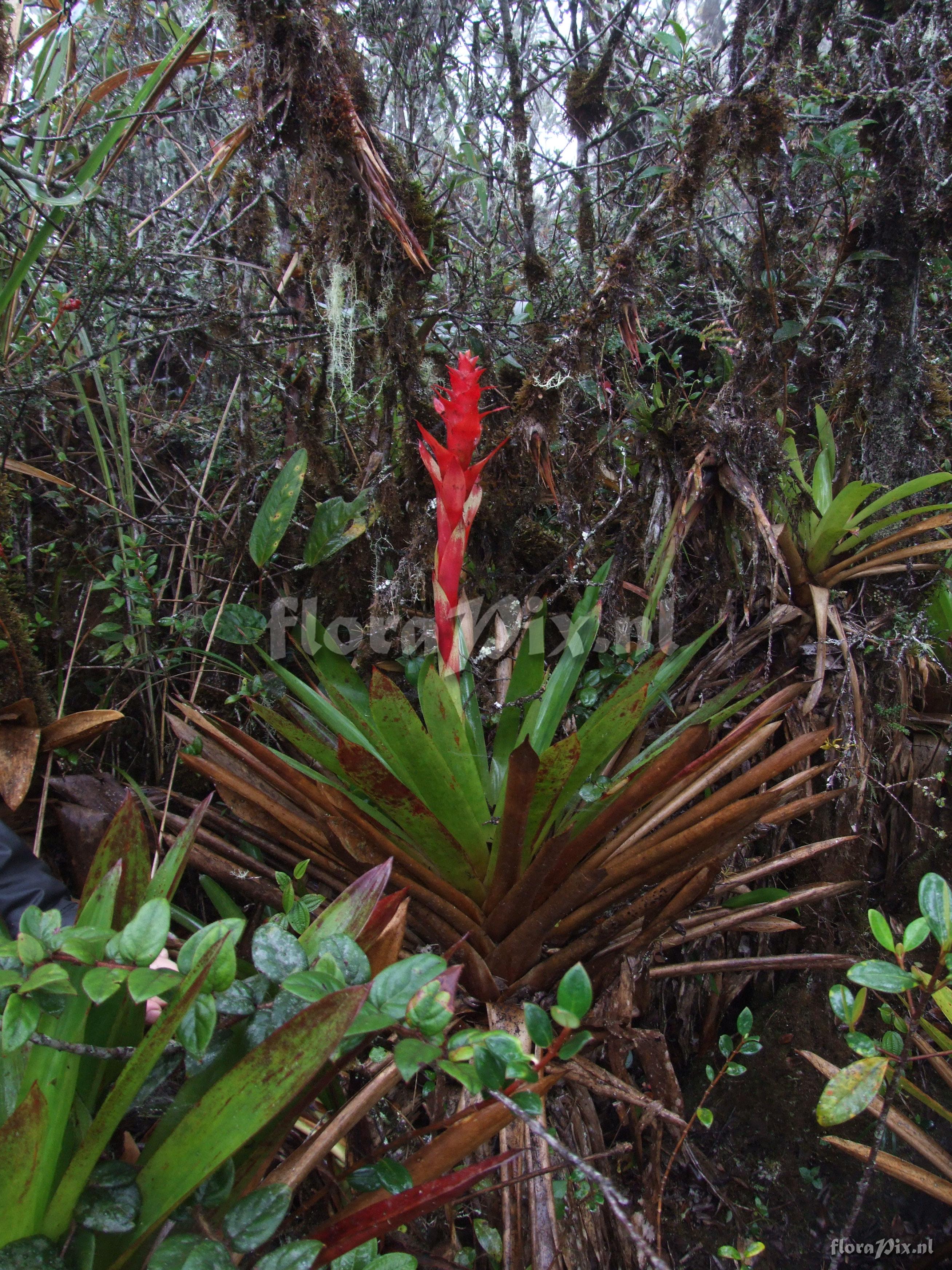 Guzmania variegata