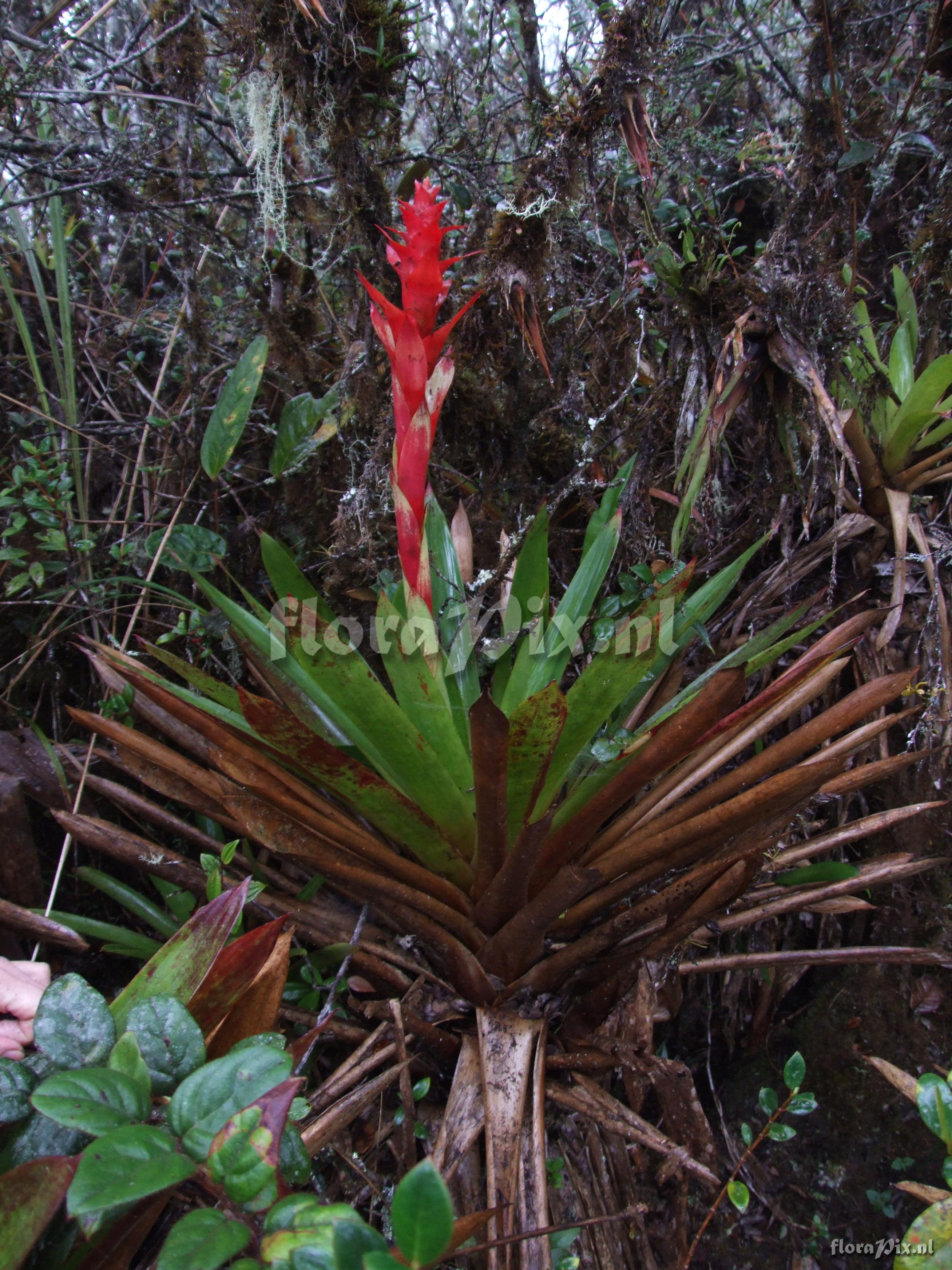 Guzmania variegata