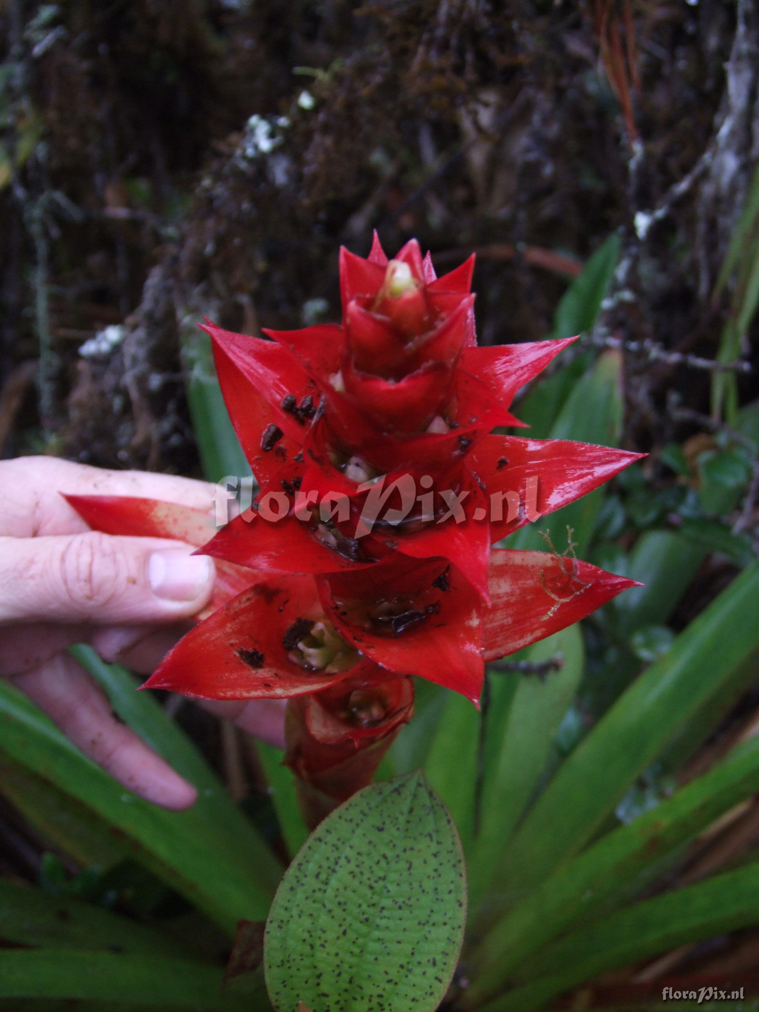 Guzmania variegata