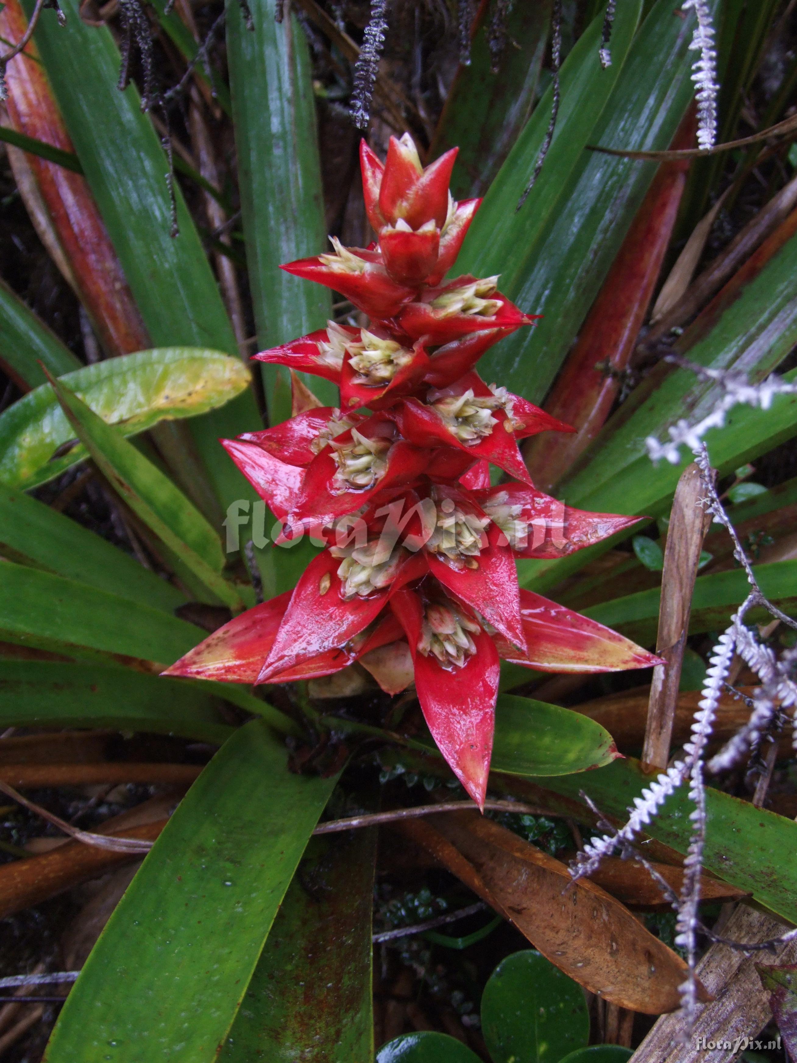 Guzmania variegata