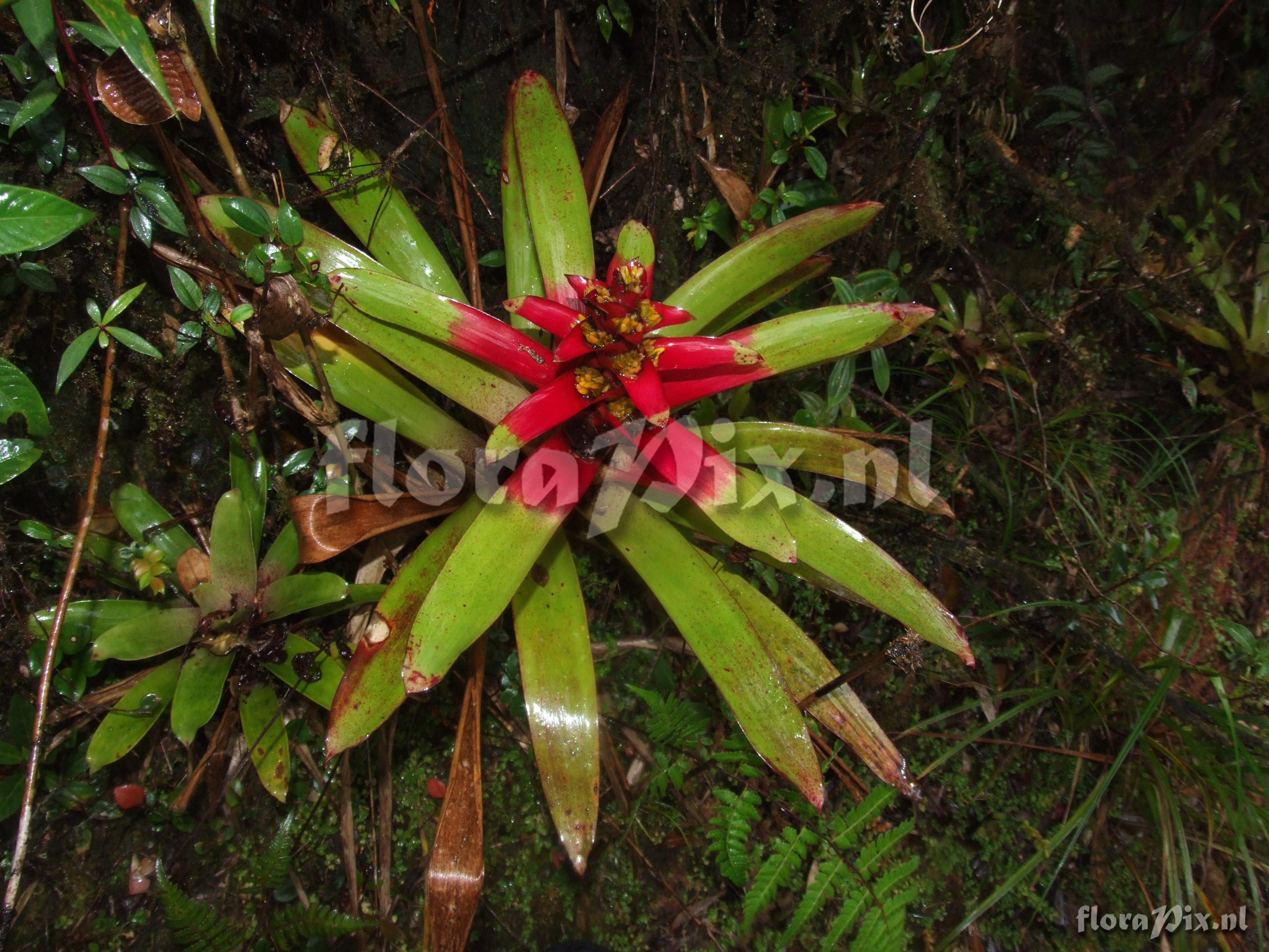 Guzmania squarrosa