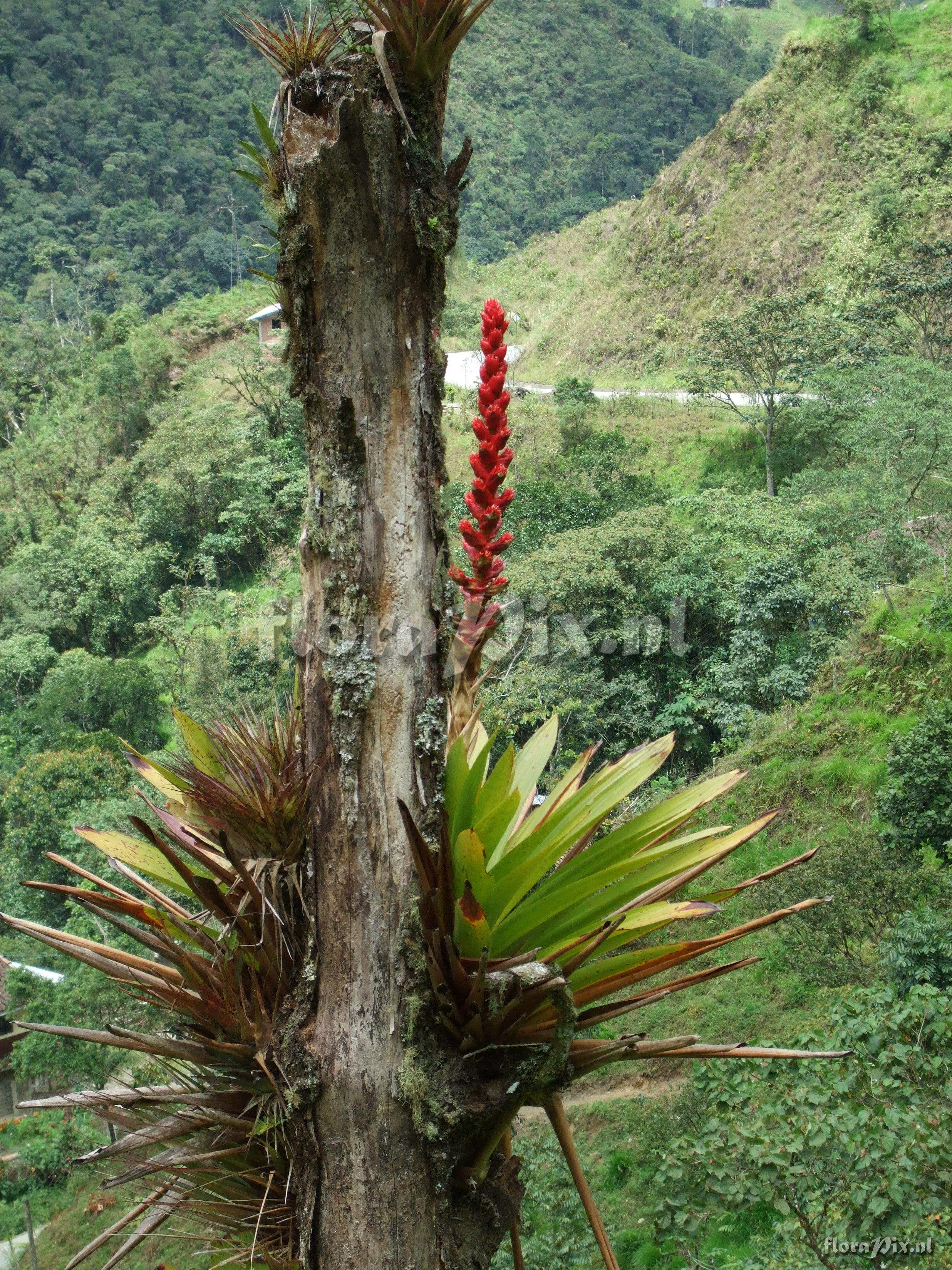 Mezobromelia capituligera