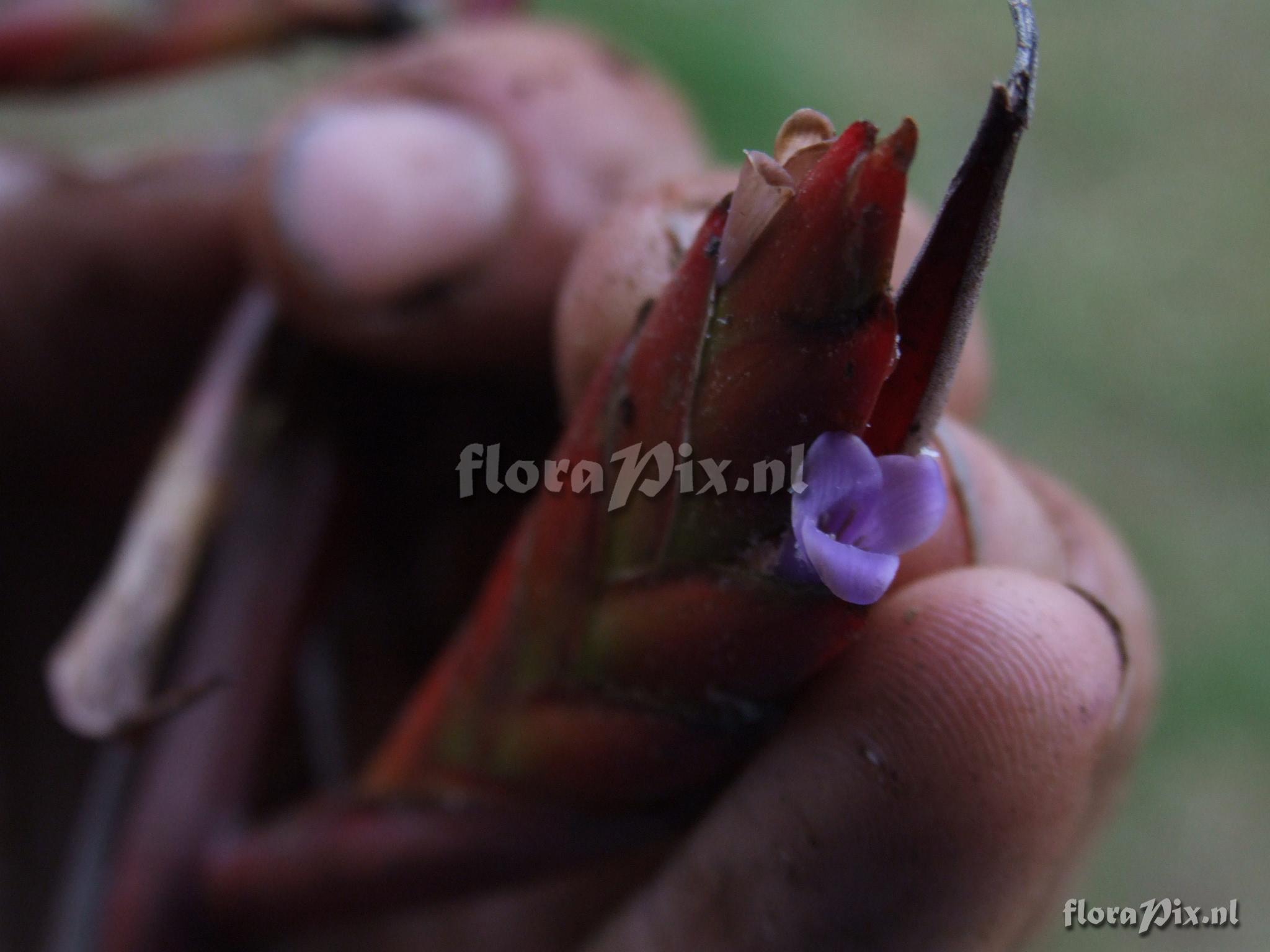 Tillandsia cf. 