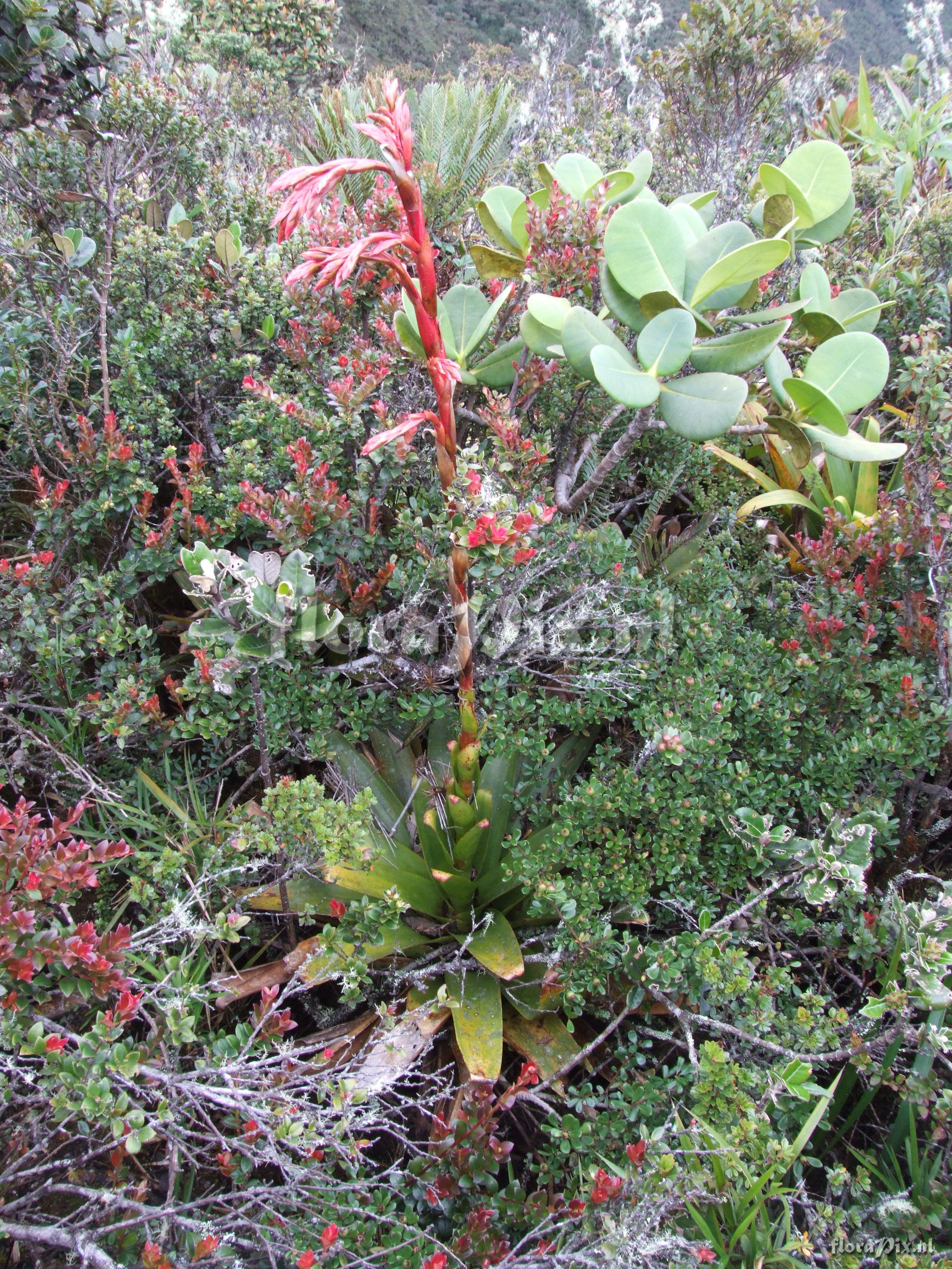 Tillandsia  