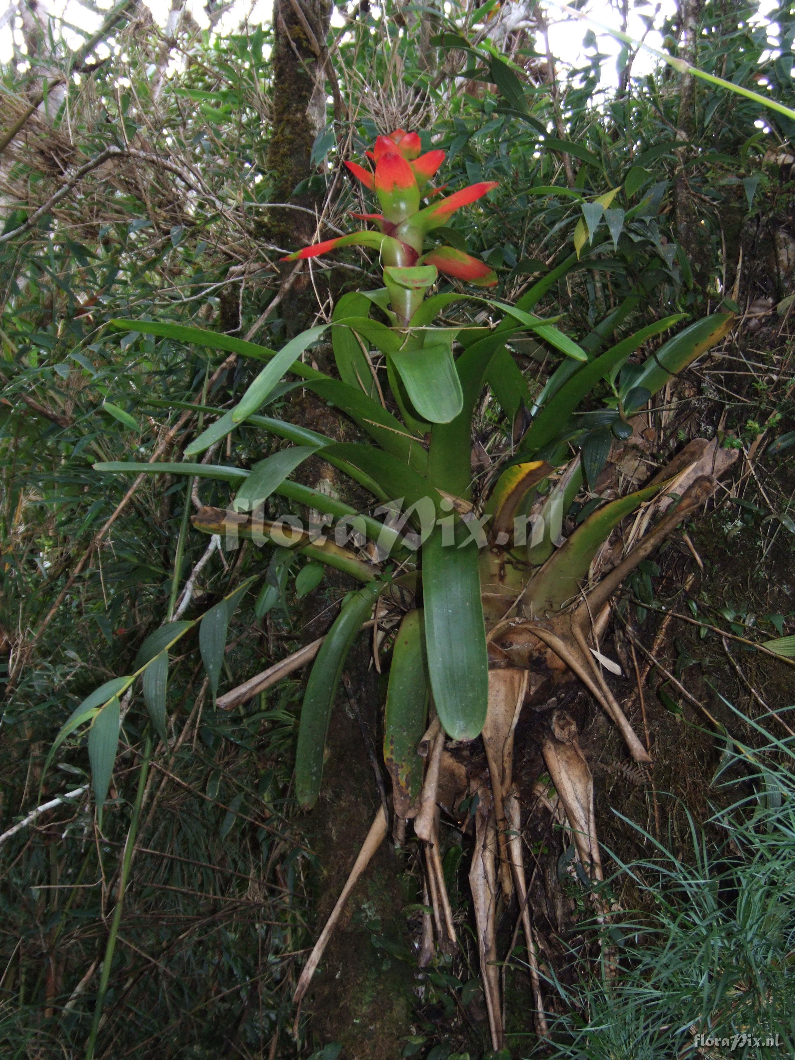 Guzmania gloriosa (Andr) Andr ex Mez