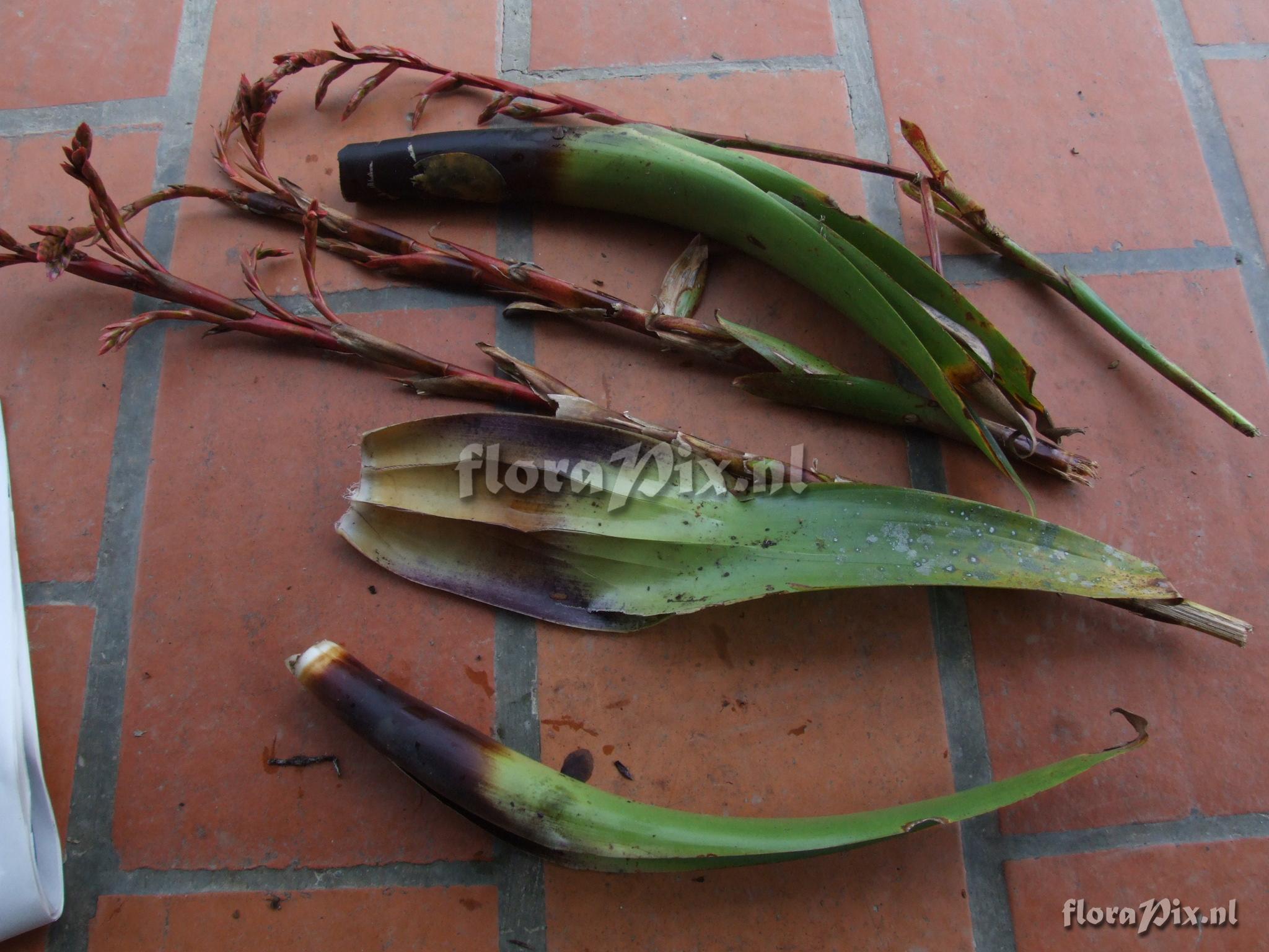 Tillandsia  