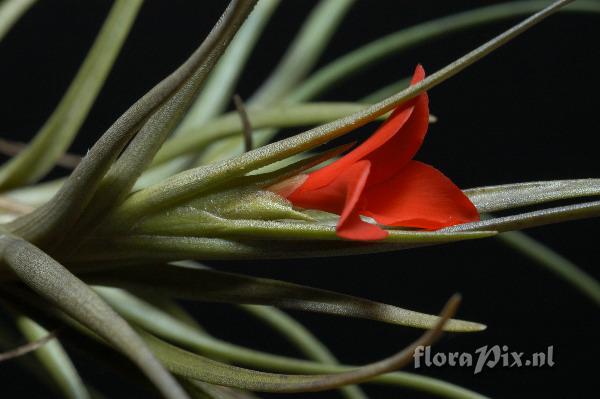 Tillandsia albertiana