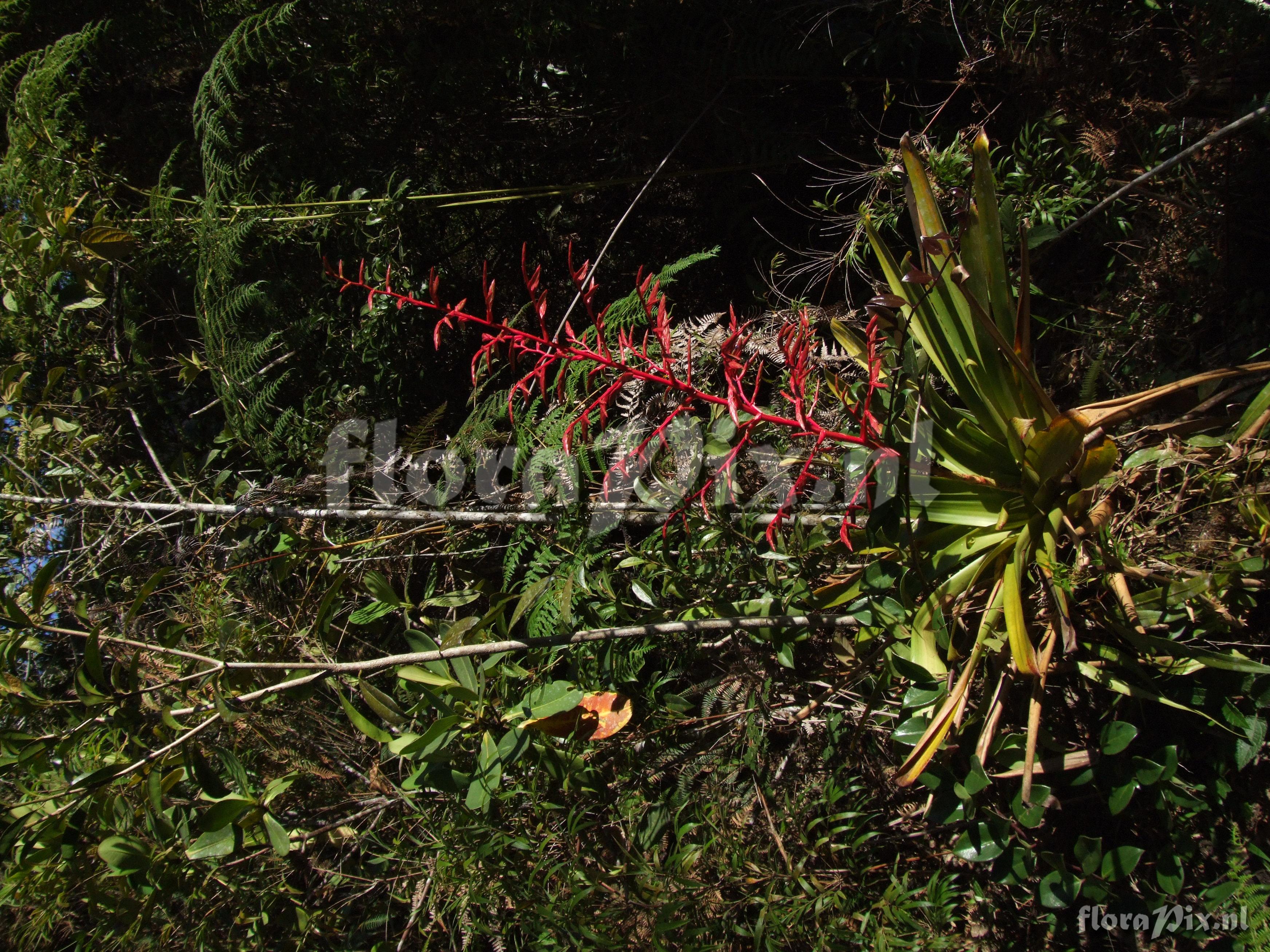 Tillandsia tovariensis 