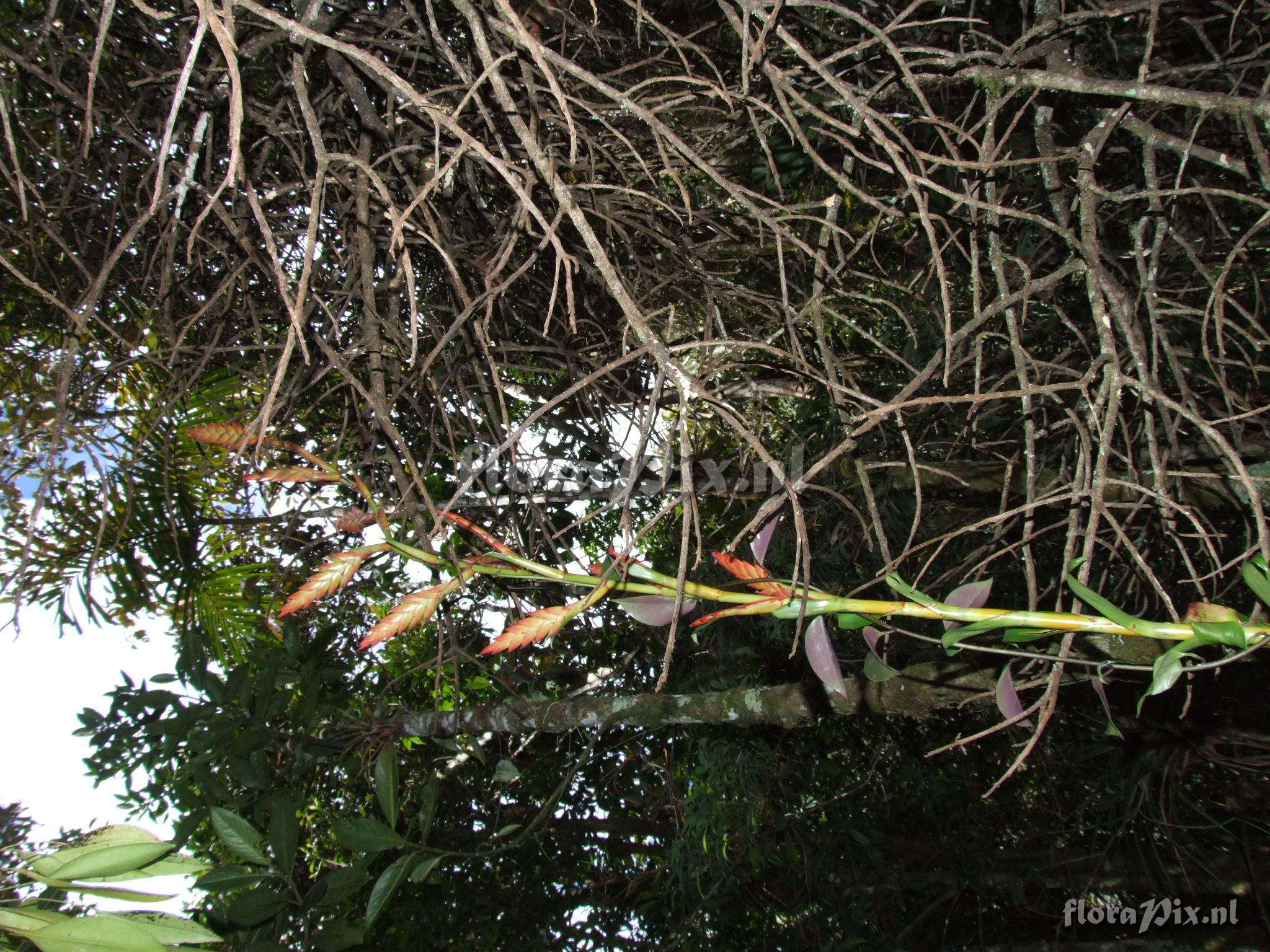 Tillandsia  