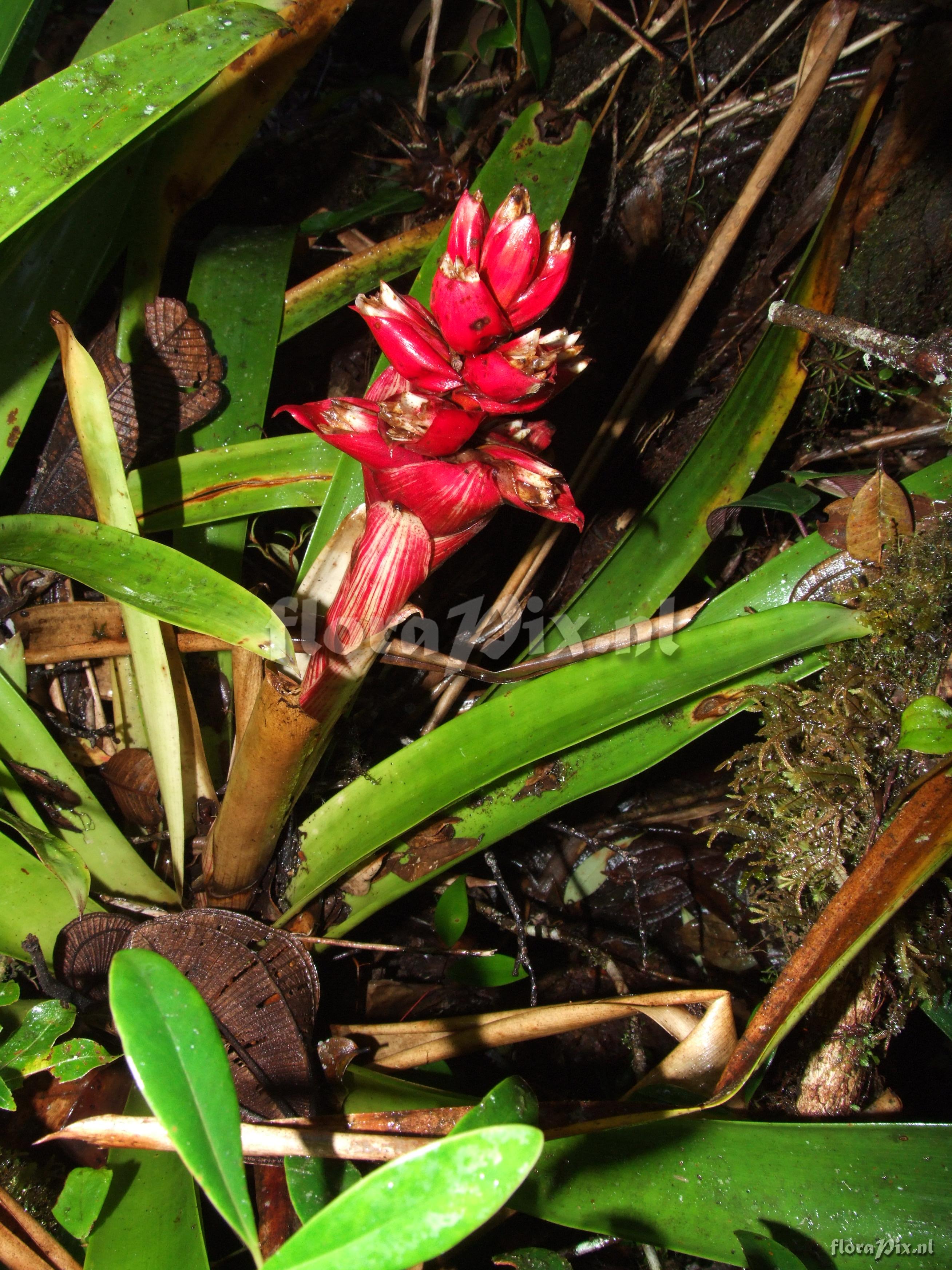 Mezobromelia cf. capituligera 