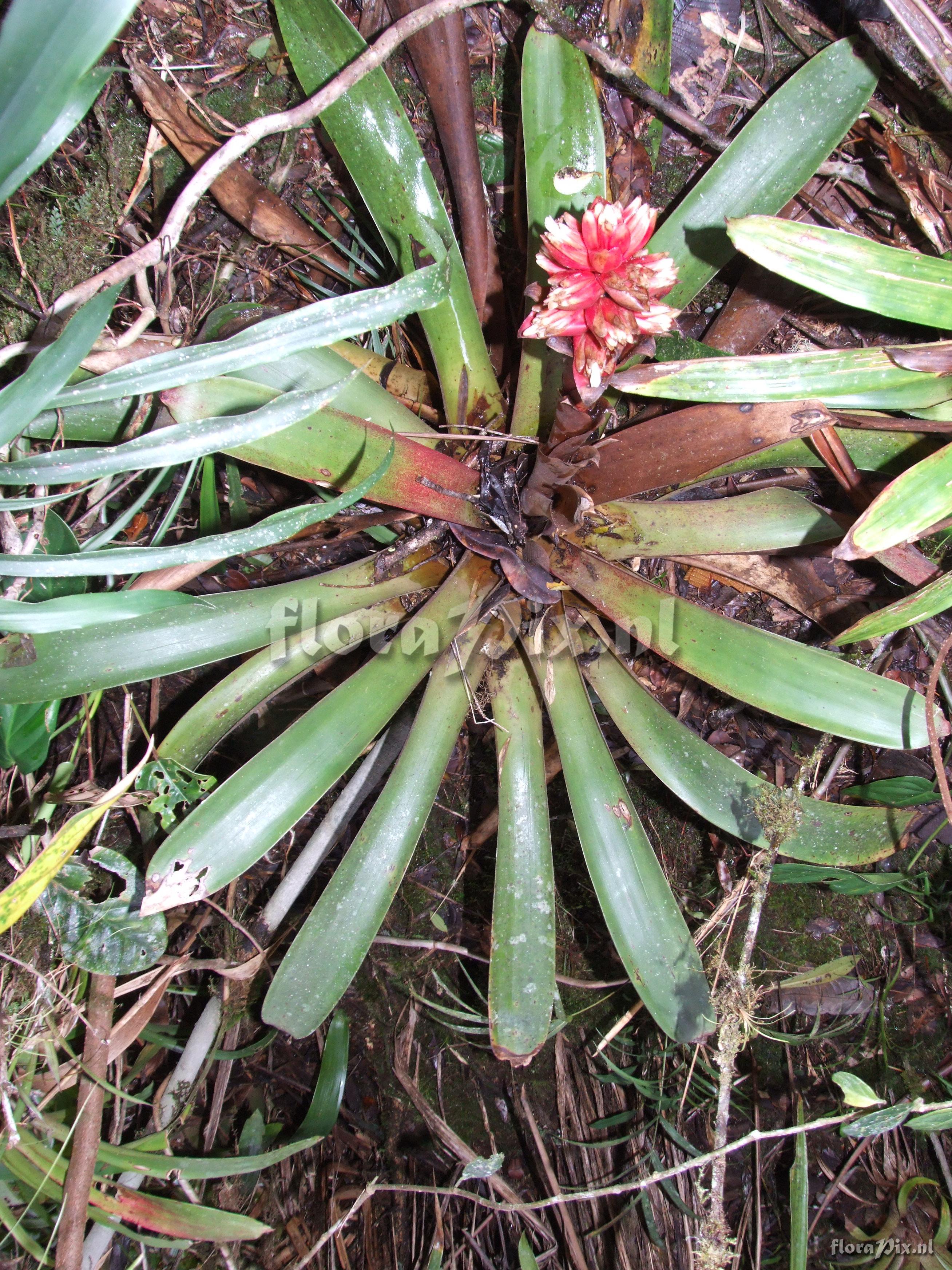 Mezobromelia capituligera 