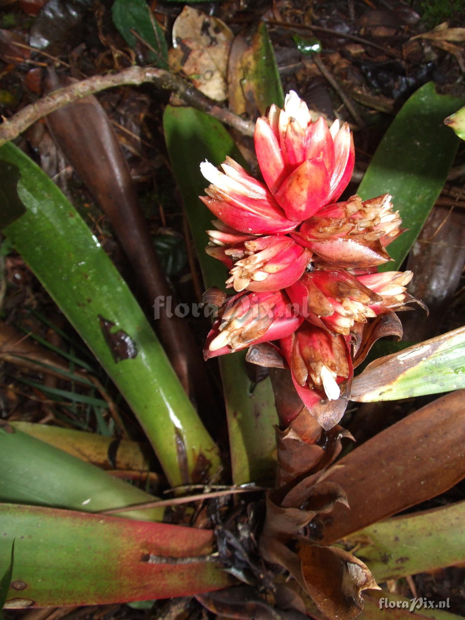 Mezobromelia capituligera 