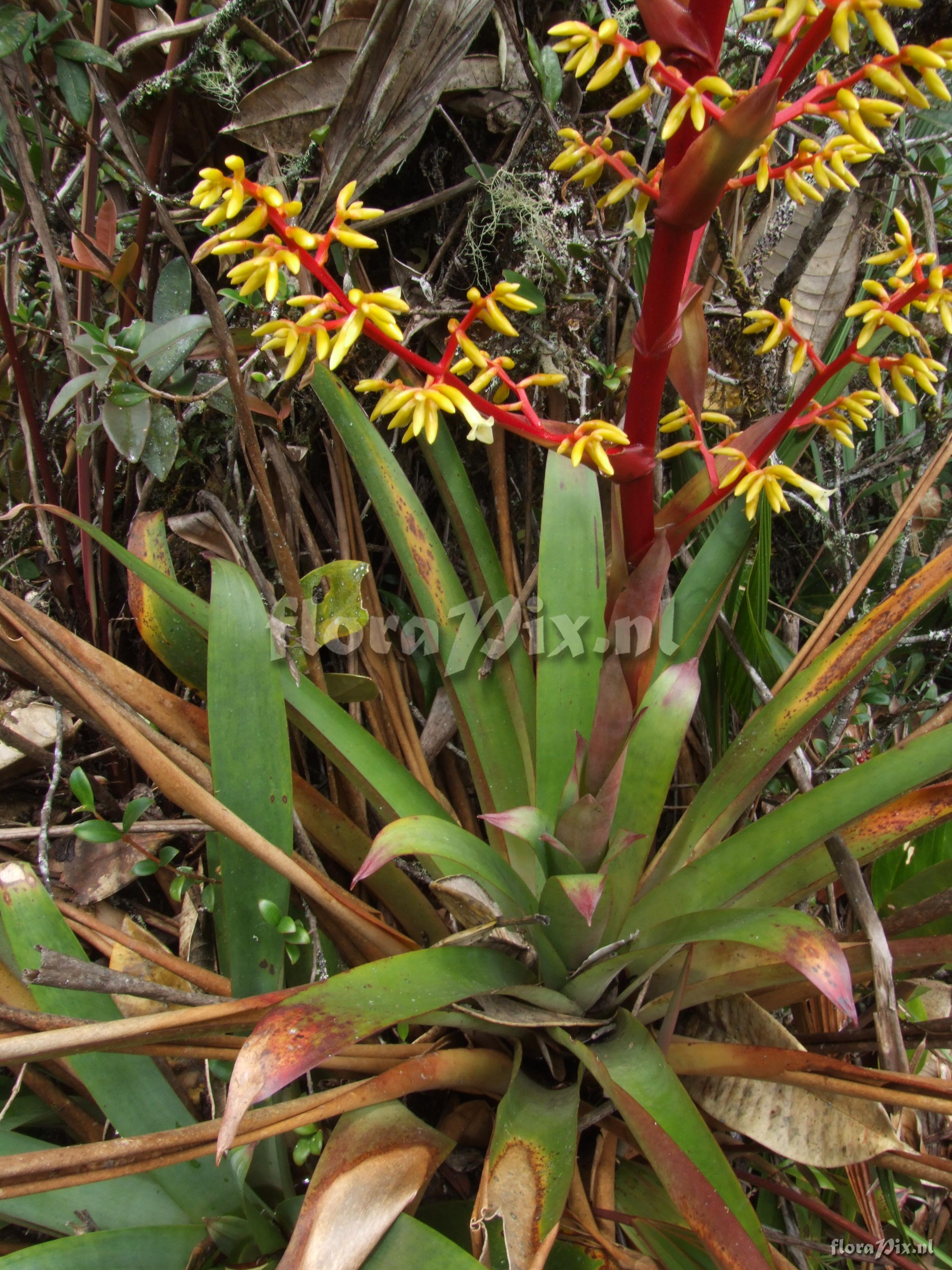 Guzmania cf. diffusa L.B. Sm.