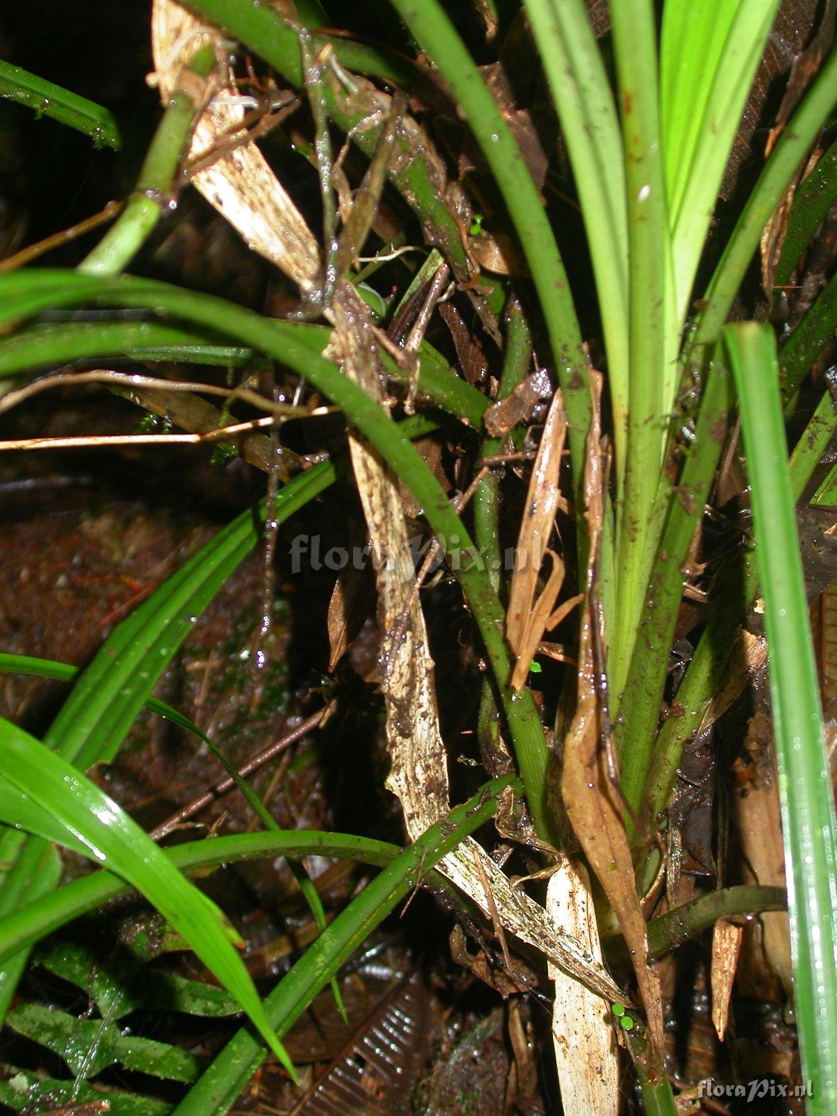 Pitcairnia cf. hiertzii 