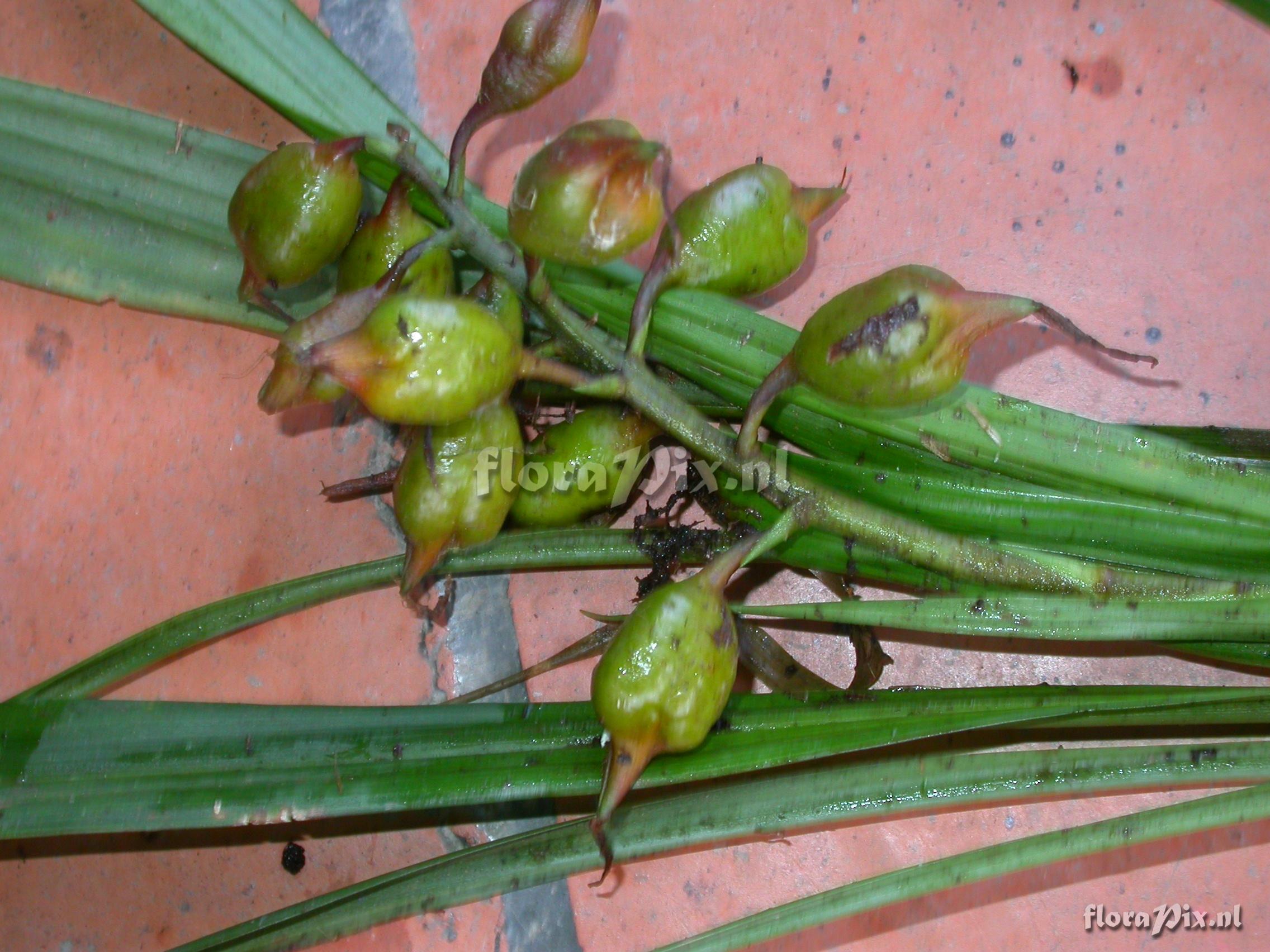 Pitcairnia cf. hiertzii 