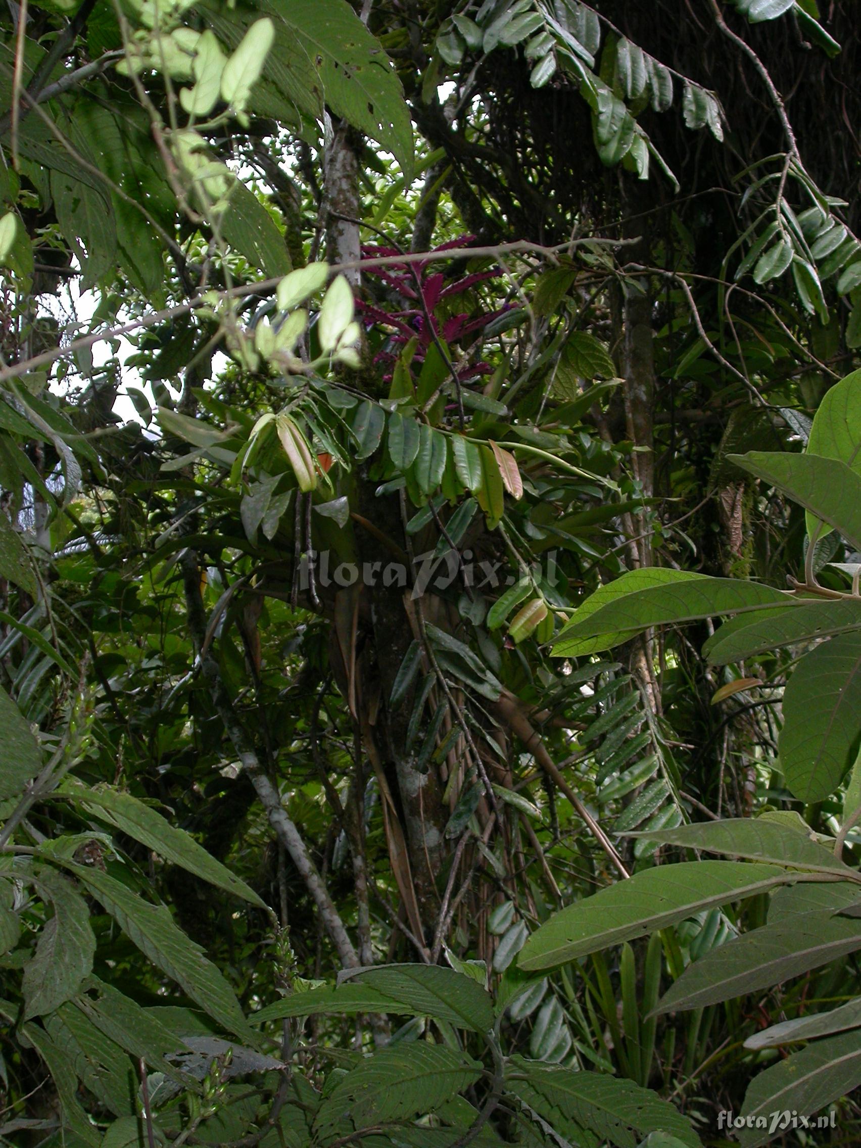 Tillandsia platyrhachis 