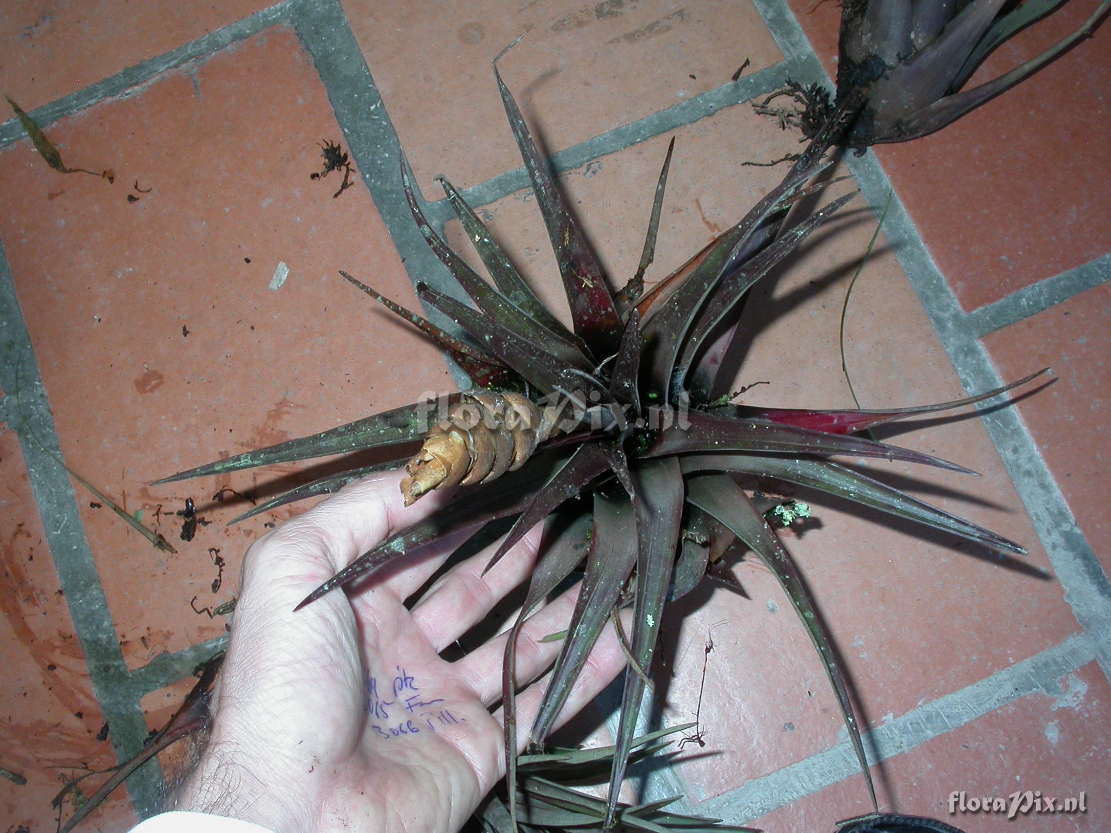 Tillandsia cathcartii (H. Luther) J.R. Grant