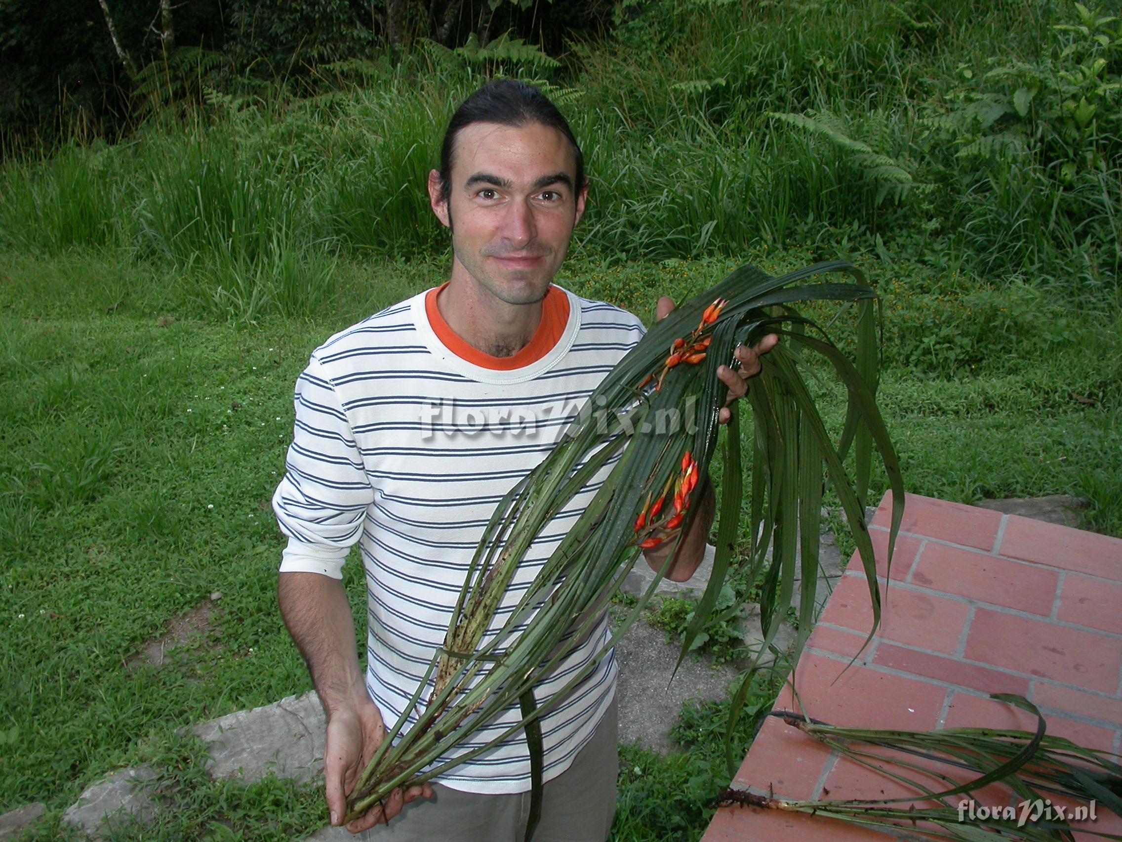 Pitcairnia cf. hiertzii 