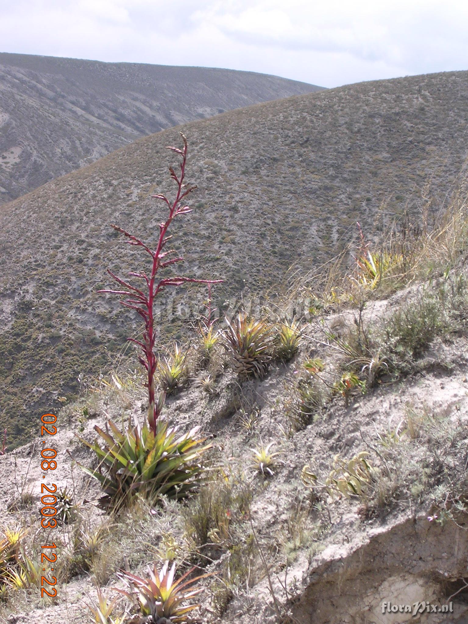 Tillandsia secunda Kunth