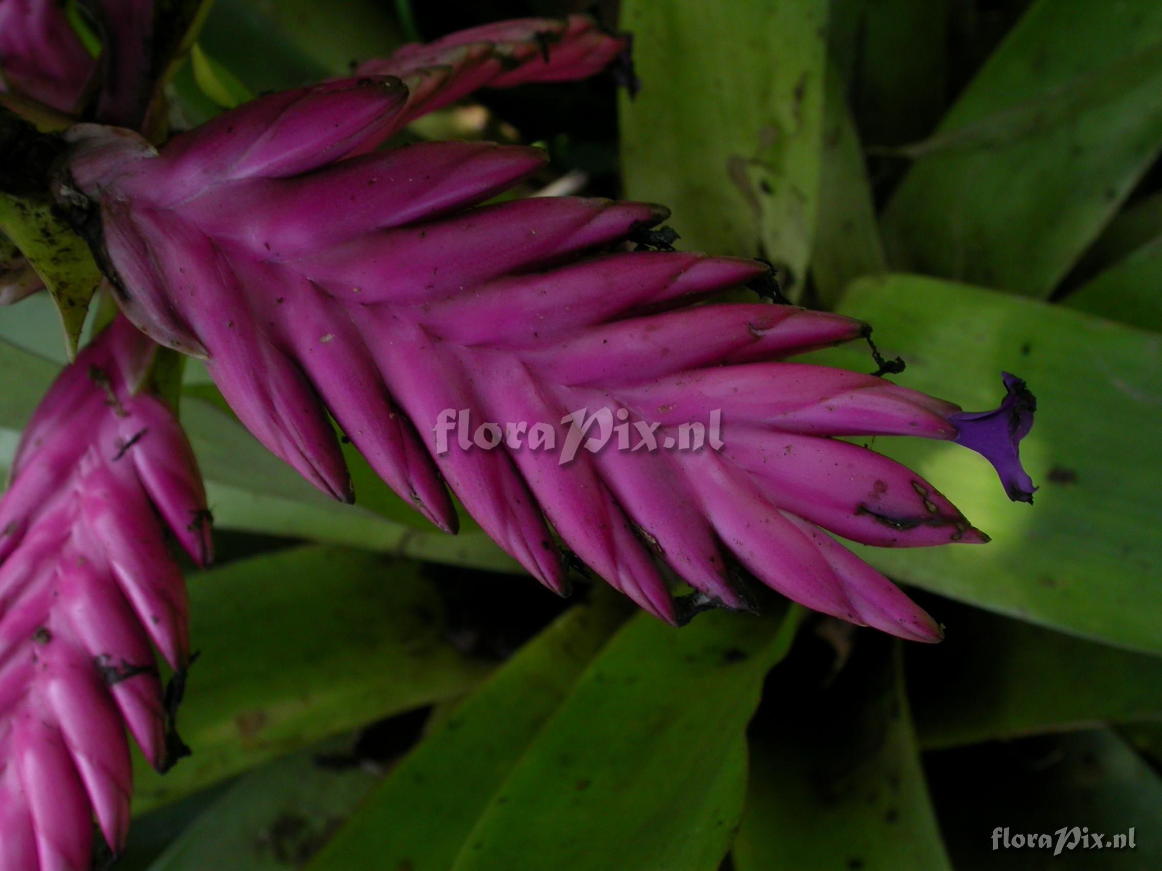 Tillandsia platyrhachis 