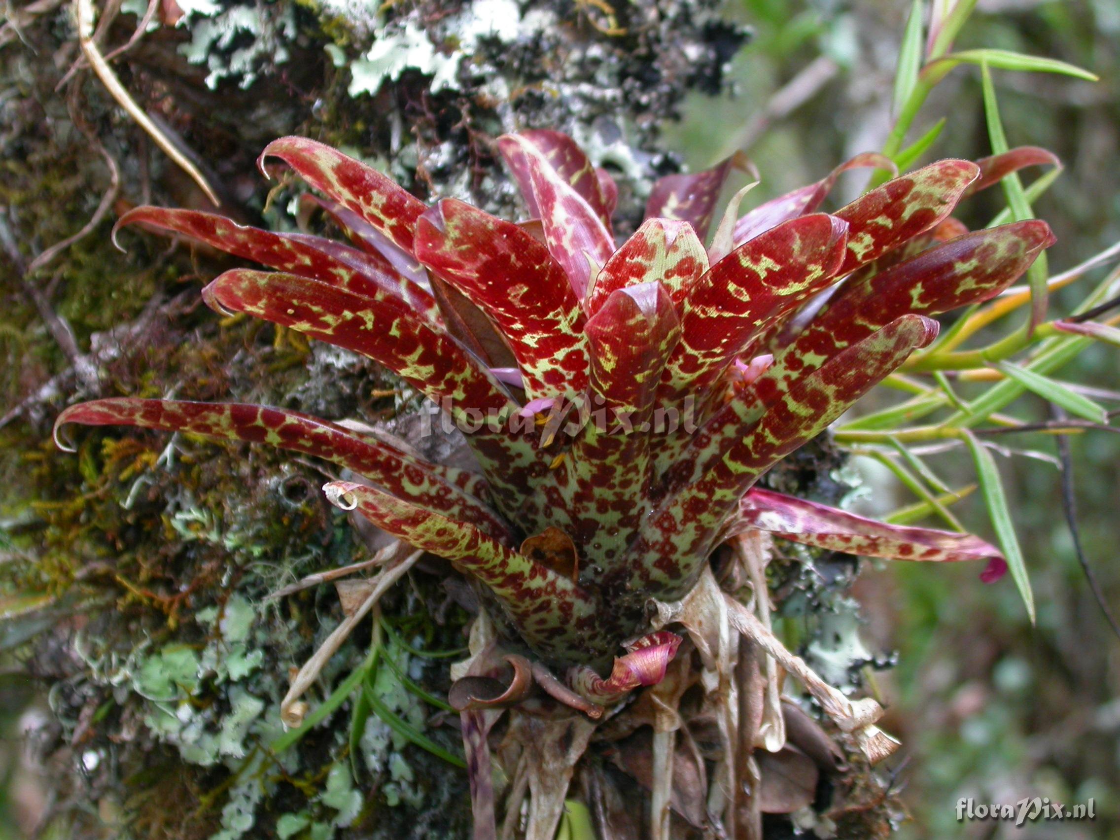 Tillandsia biflora