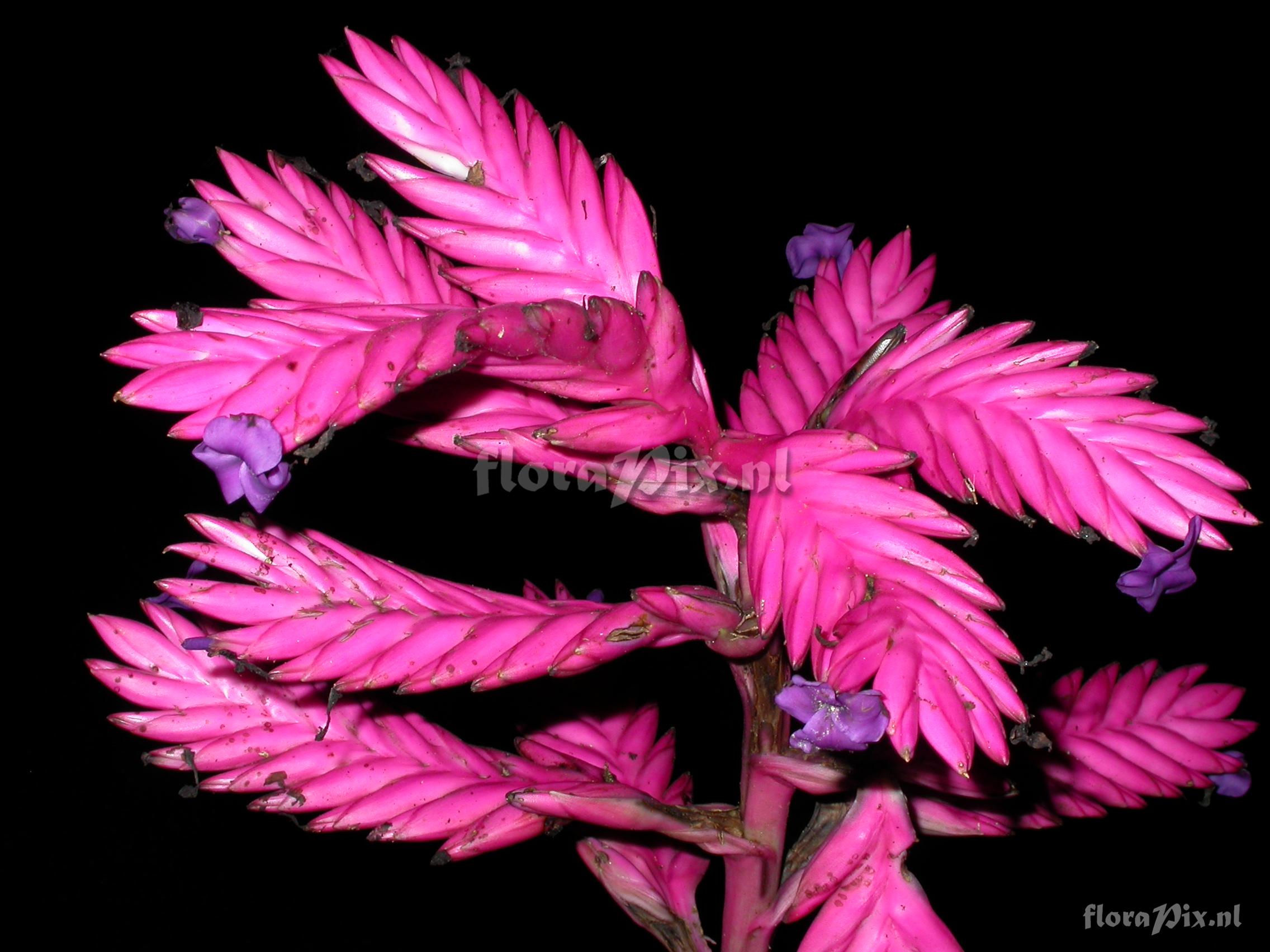 Tillandsia platyrhachis 