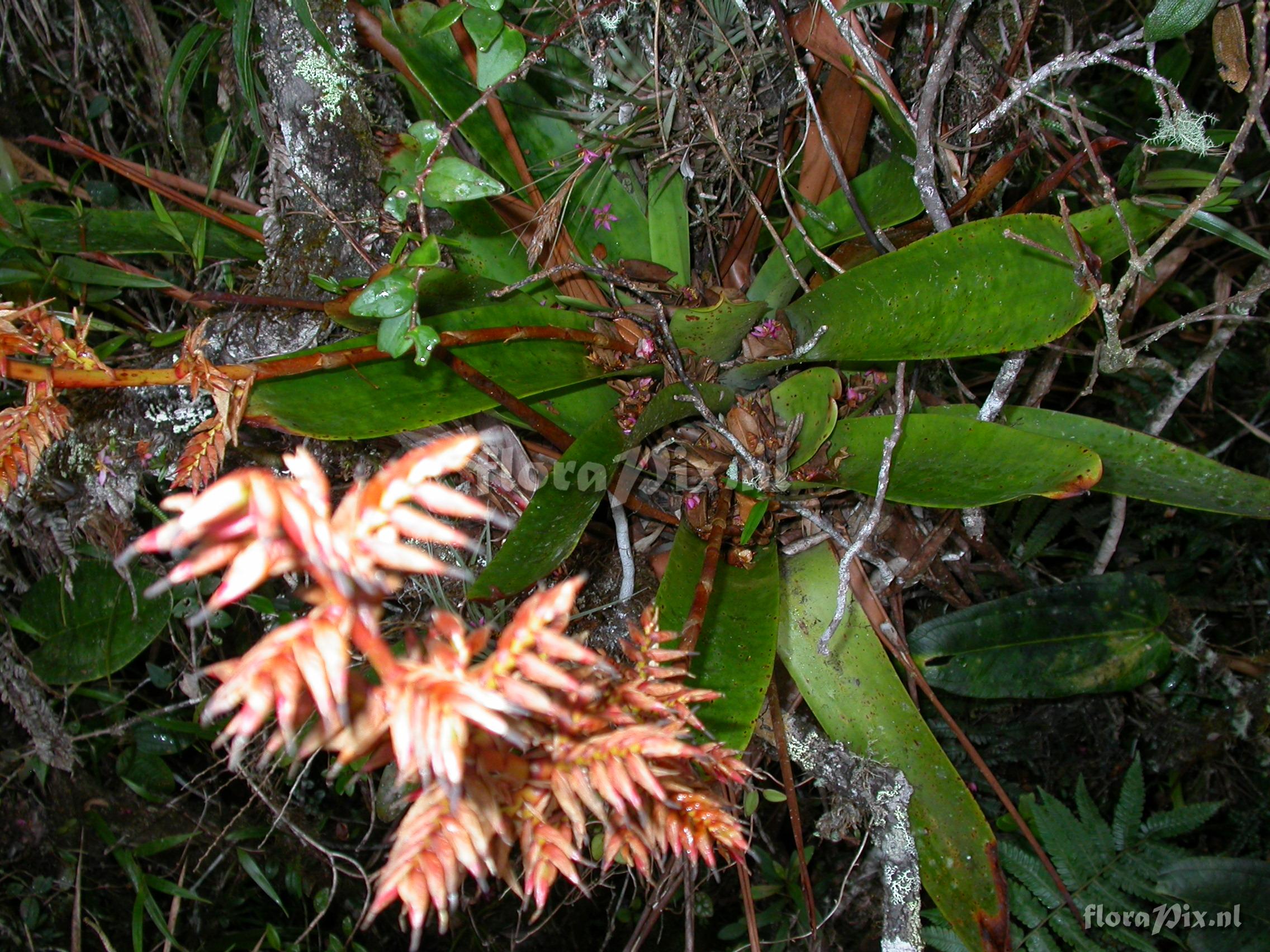 Tillandsia truncata truncata truncata L.B. Sm.