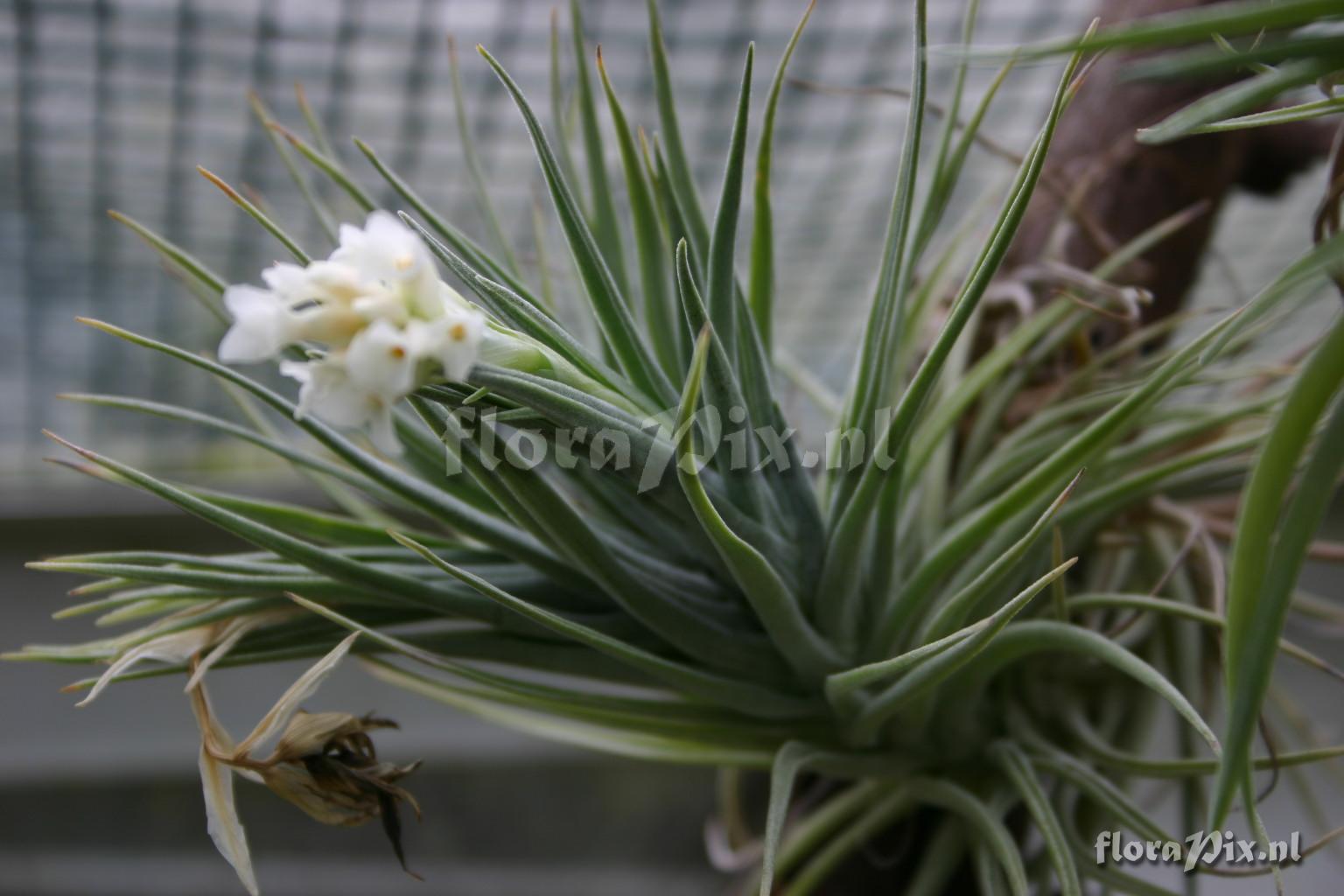 Tillandsia aeranthos var. alba