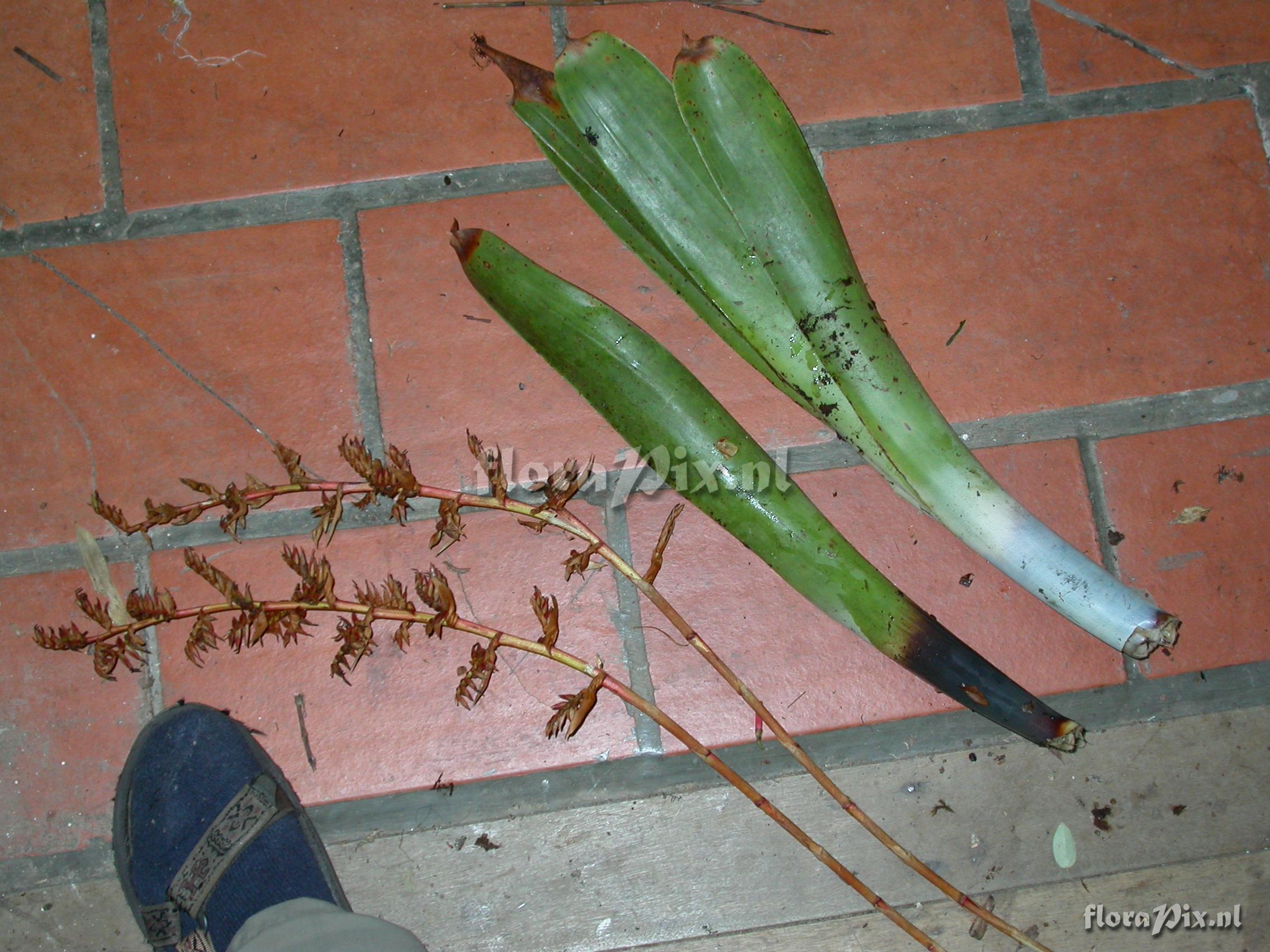 Tillandsia truncata truncata truncata L.B. Sm.